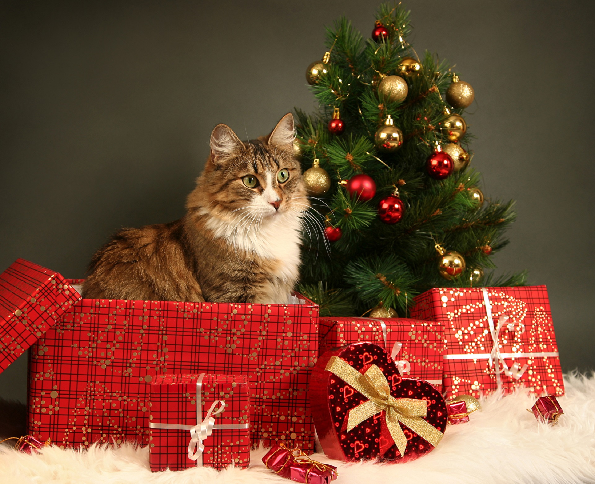 Скачать обои бесплатно Животные, Рождество, Кошка, Подарки, Кошки картинка на рабочий стол ПК