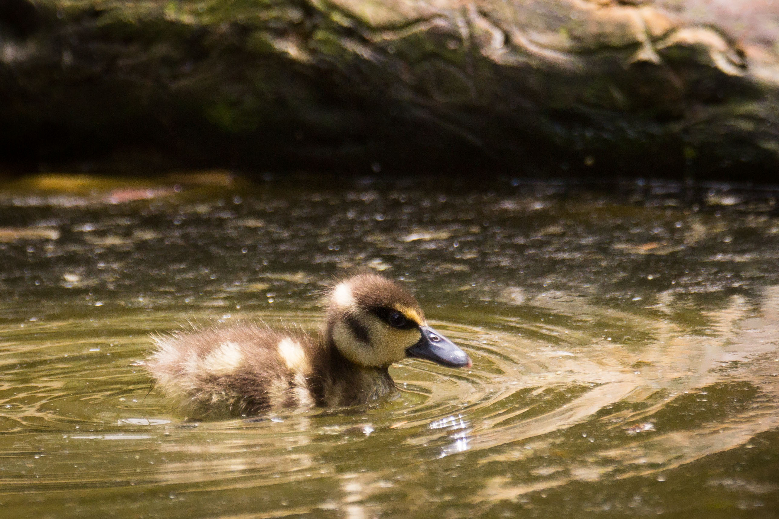 Download mobile wallpaper Birds, Animal, Duck, Duckling for free.