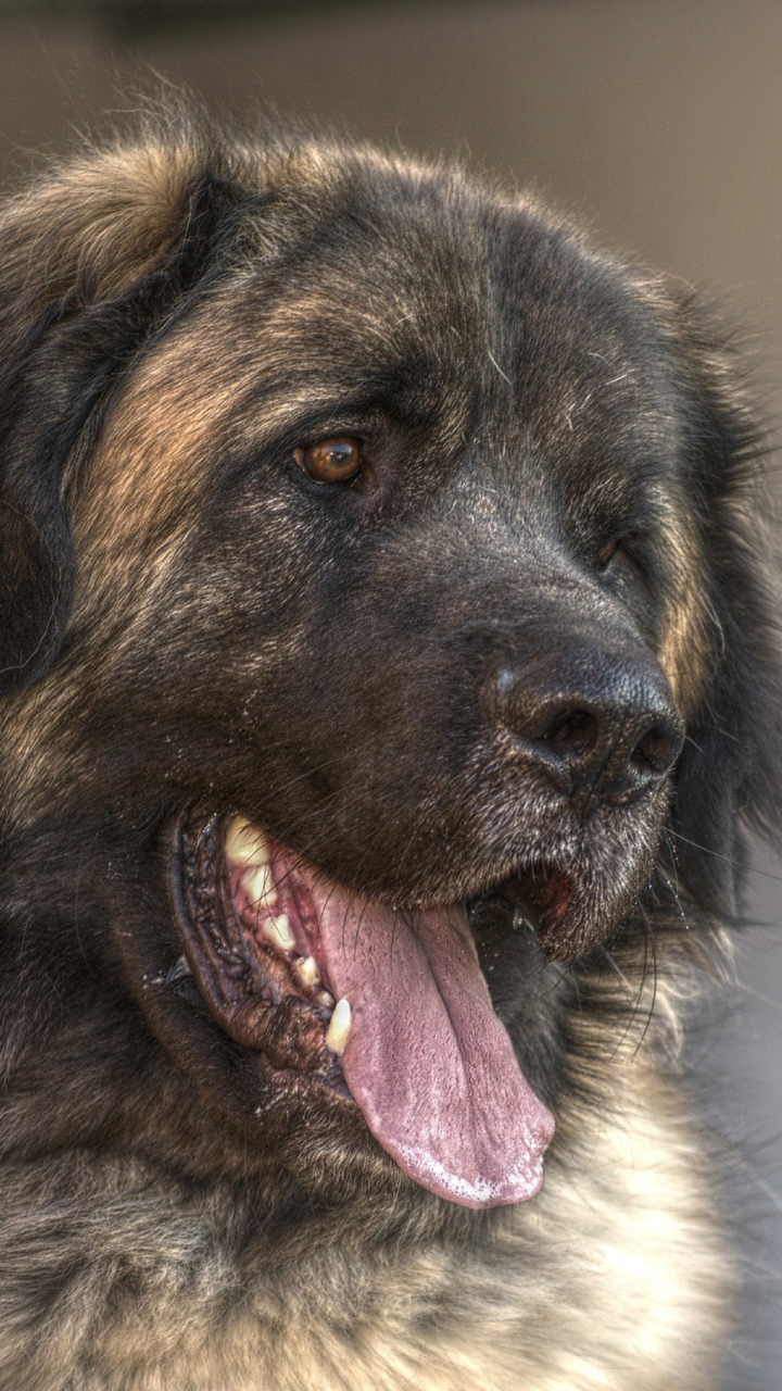 Téléchargez des papiers peints mobile Animaux, Chiens, Chien gratuitement.