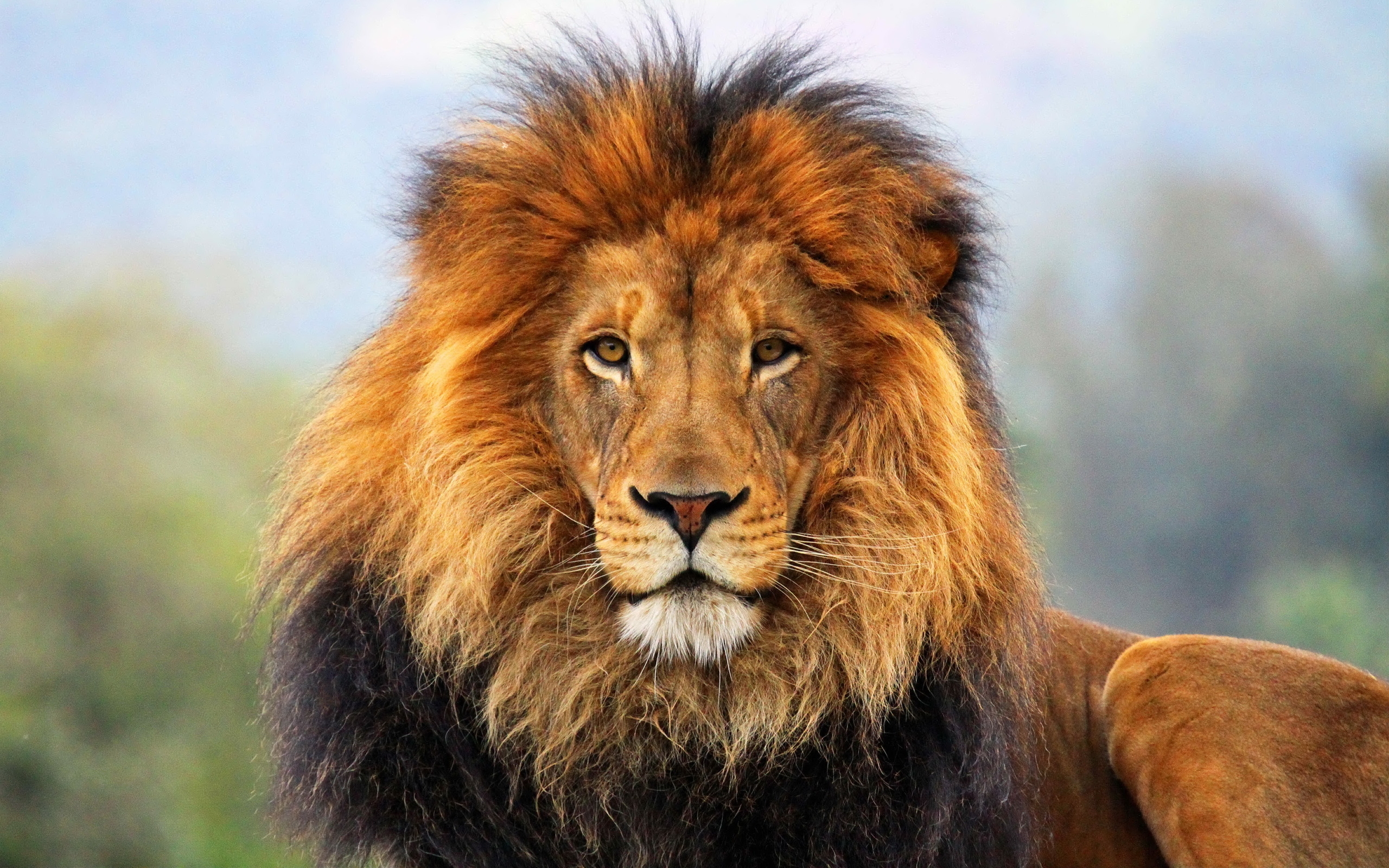 79761 baixar papel de parede leão, juba, animais, um leão, predator, predador, gato grande, visão, opinião, expectativa, espera, rei, bestas, czar - protetores de tela e imagens gratuitamente