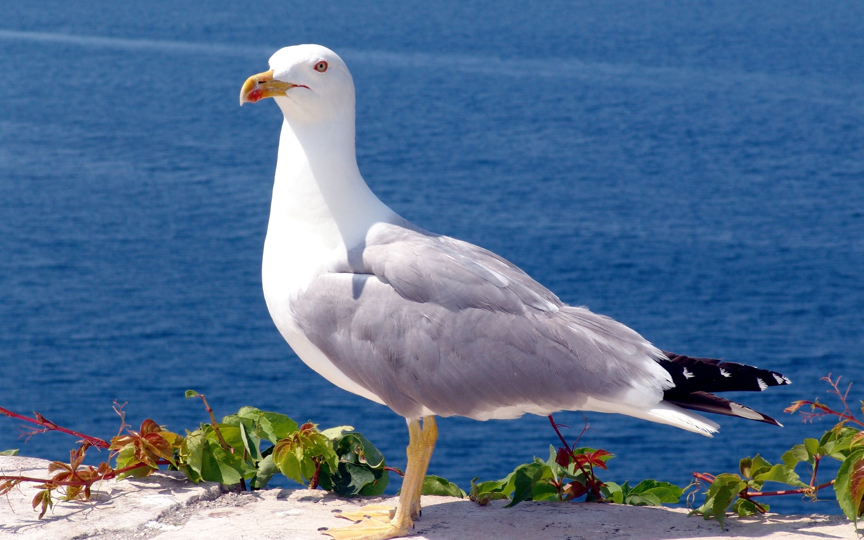 Laden Sie das Tiere, Vögel, Vogel, Seemöve-Bild kostenlos auf Ihren PC-Desktop herunter