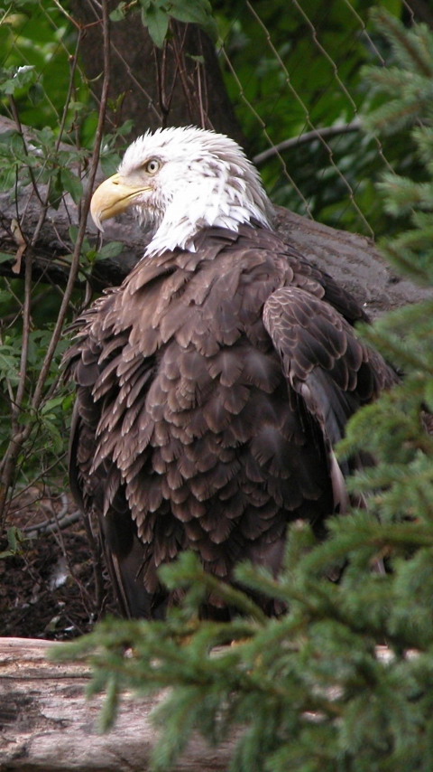 Handy-Wallpaper Tiere, Vögel, Weißkopfseeadler kostenlos herunterladen.