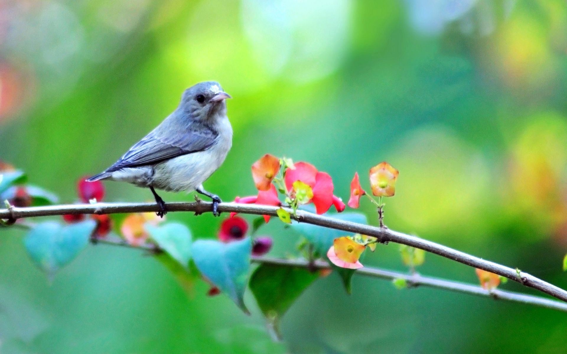 Download mobile wallpaper Animals, Flowers, Branch, Smooth, Bird, Blur for free.
