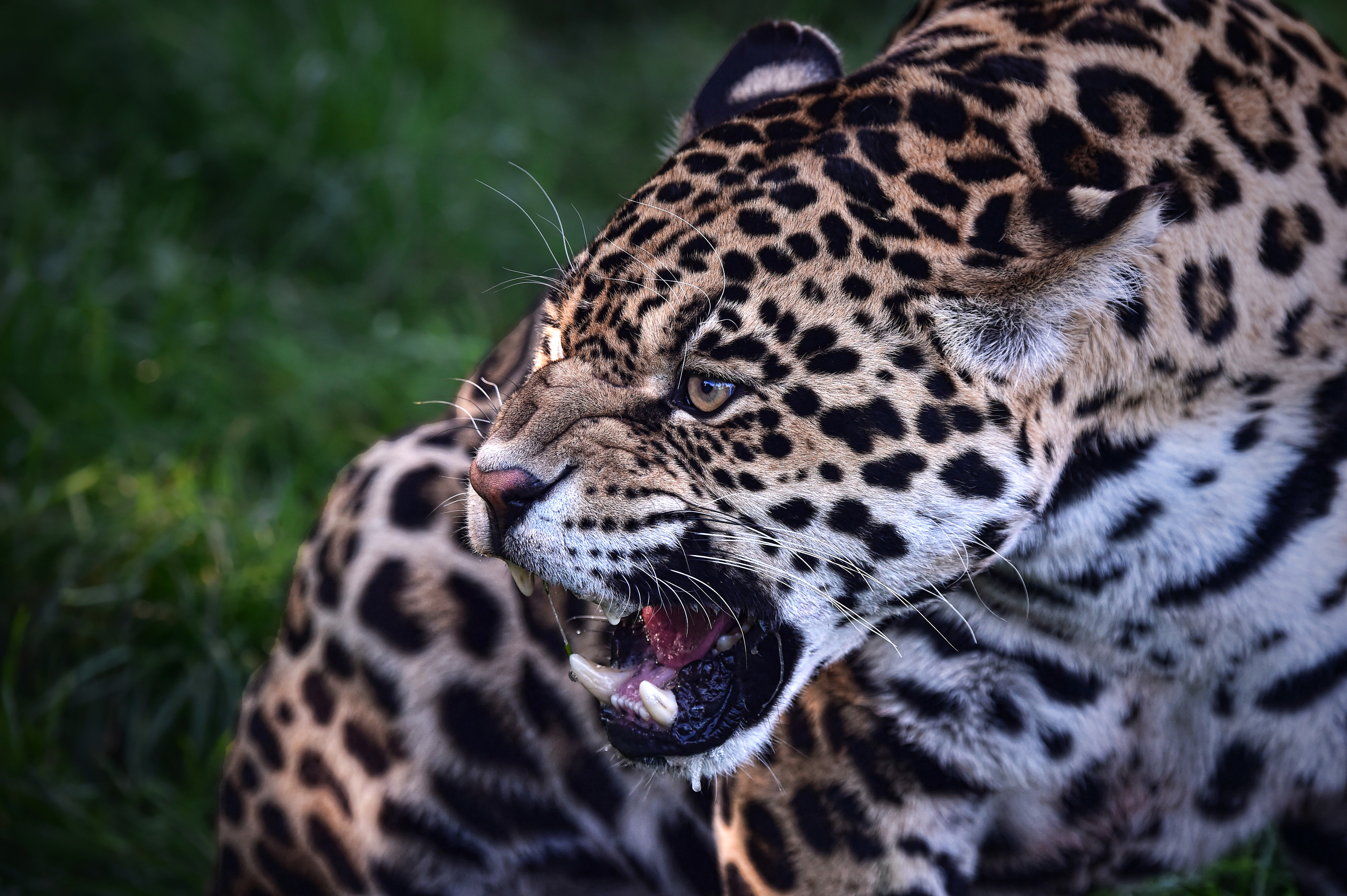 Download mobile wallpaper Cats, Jaguar, Muzzle, Animal for free.