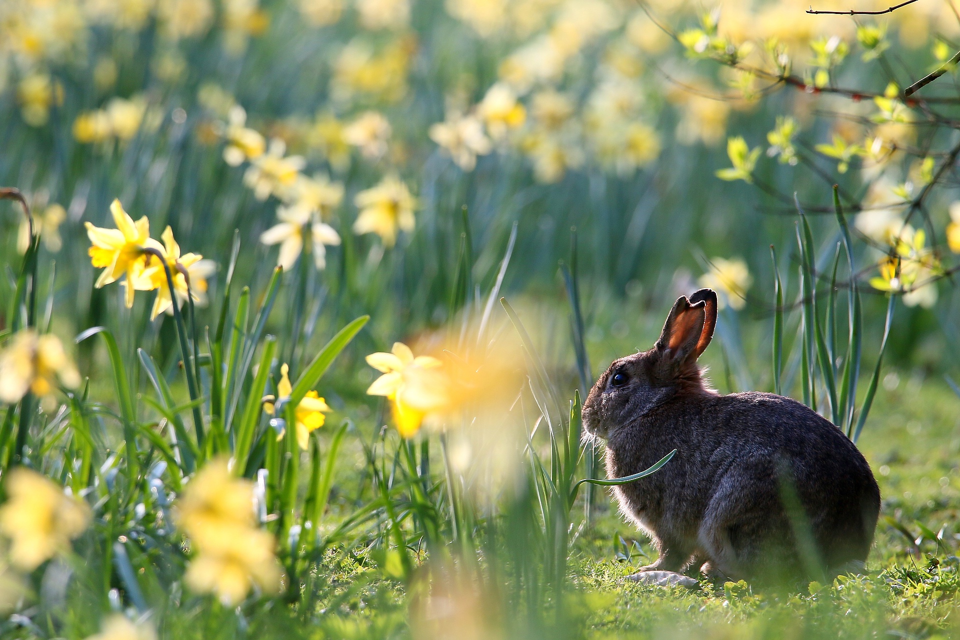 Laden Sie das Tiere, Narzissen, Blume, Hase, Gelbe Blume-Bild kostenlos auf Ihren PC-Desktop herunter