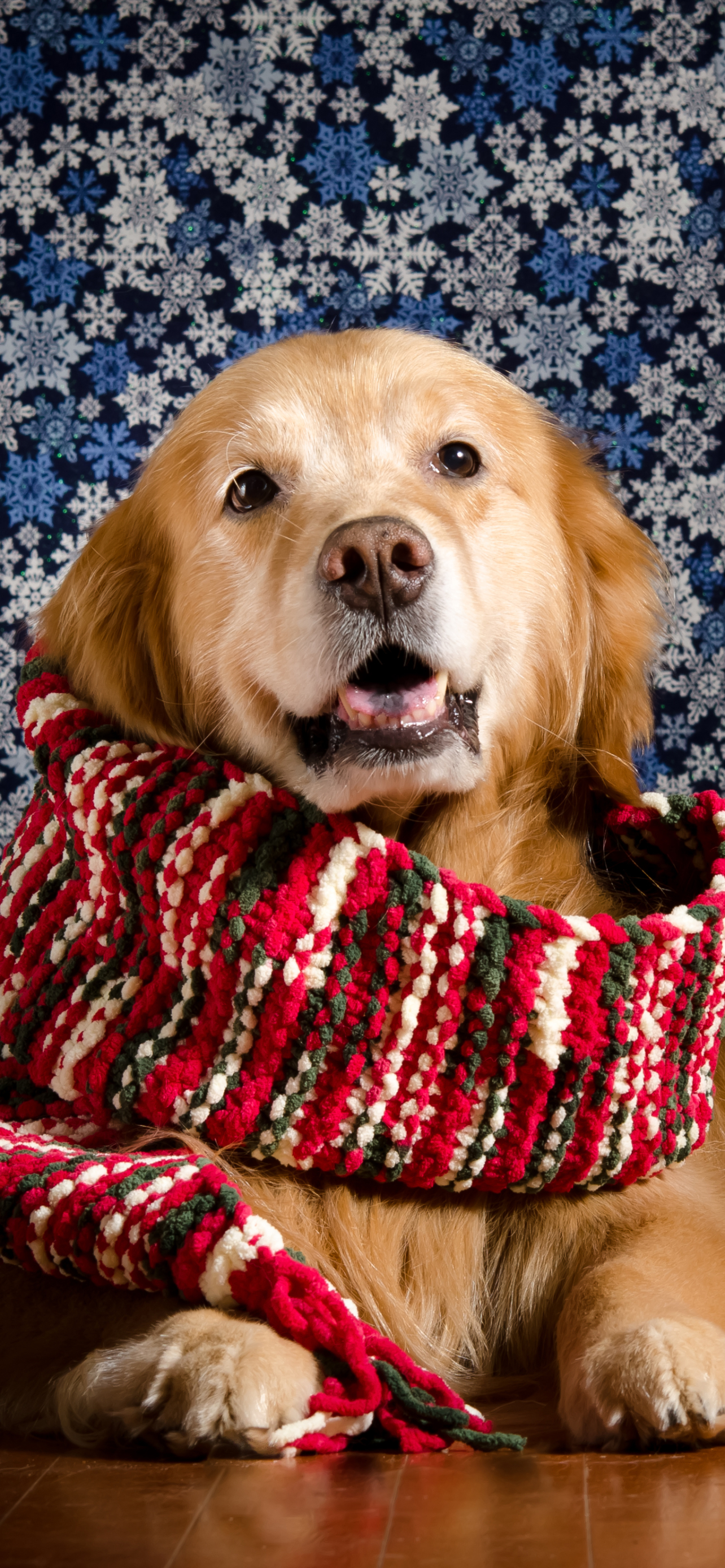 Handy-Wallpaper Tiere, Hunde, Hund, Golden Retriever, Schal kostenlos herunterladen.