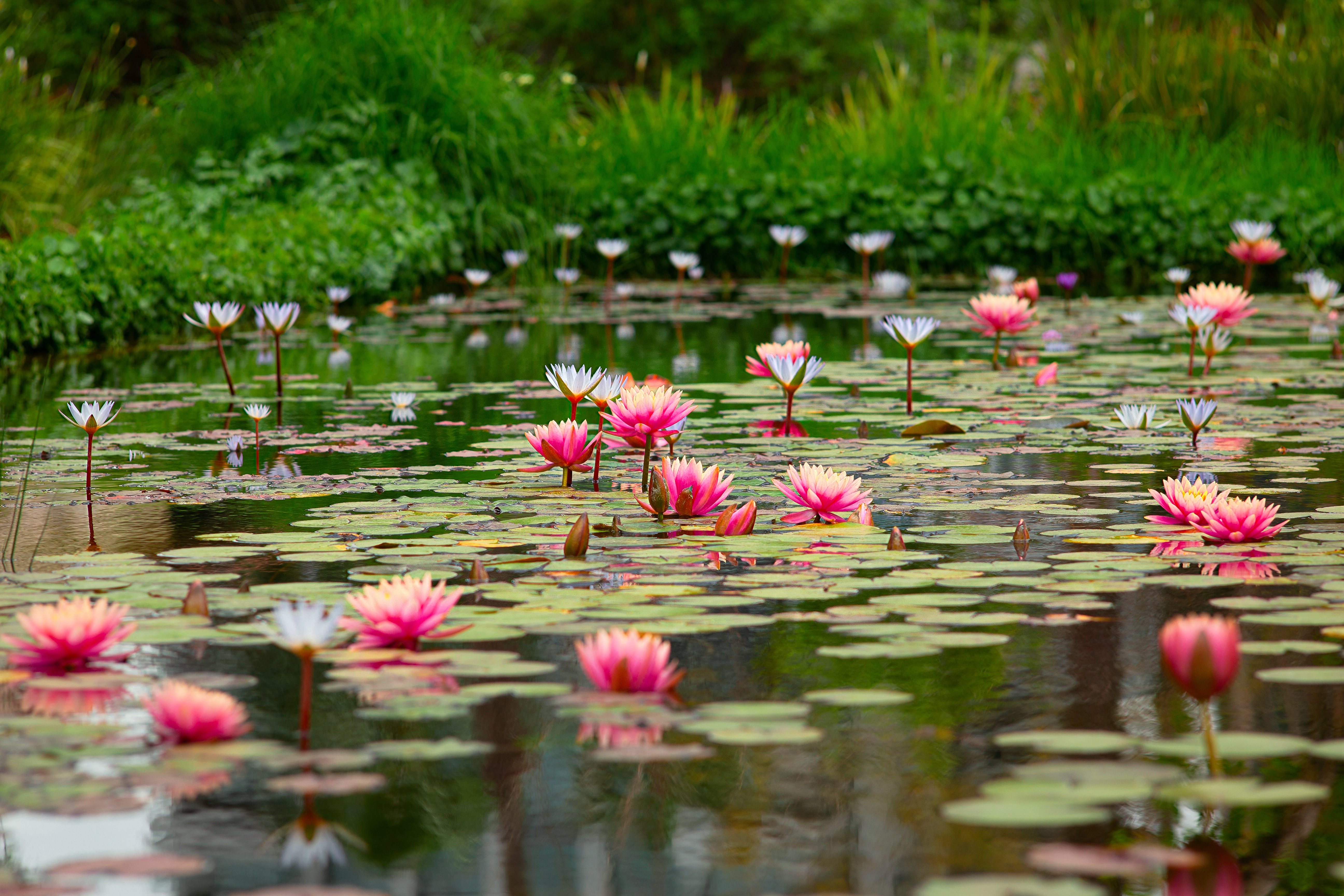 Handy-Wallpaper Blumen, Wasser, Lotus, Blume, Teich, Erde/natur, Pinke Blume kostenlos herunterladen.
