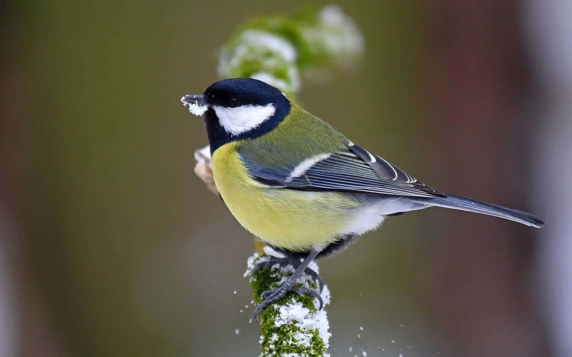 Téléchargez des papiers peints mobile Oiseau, Des Oiseaux, Animaux gratuitement.