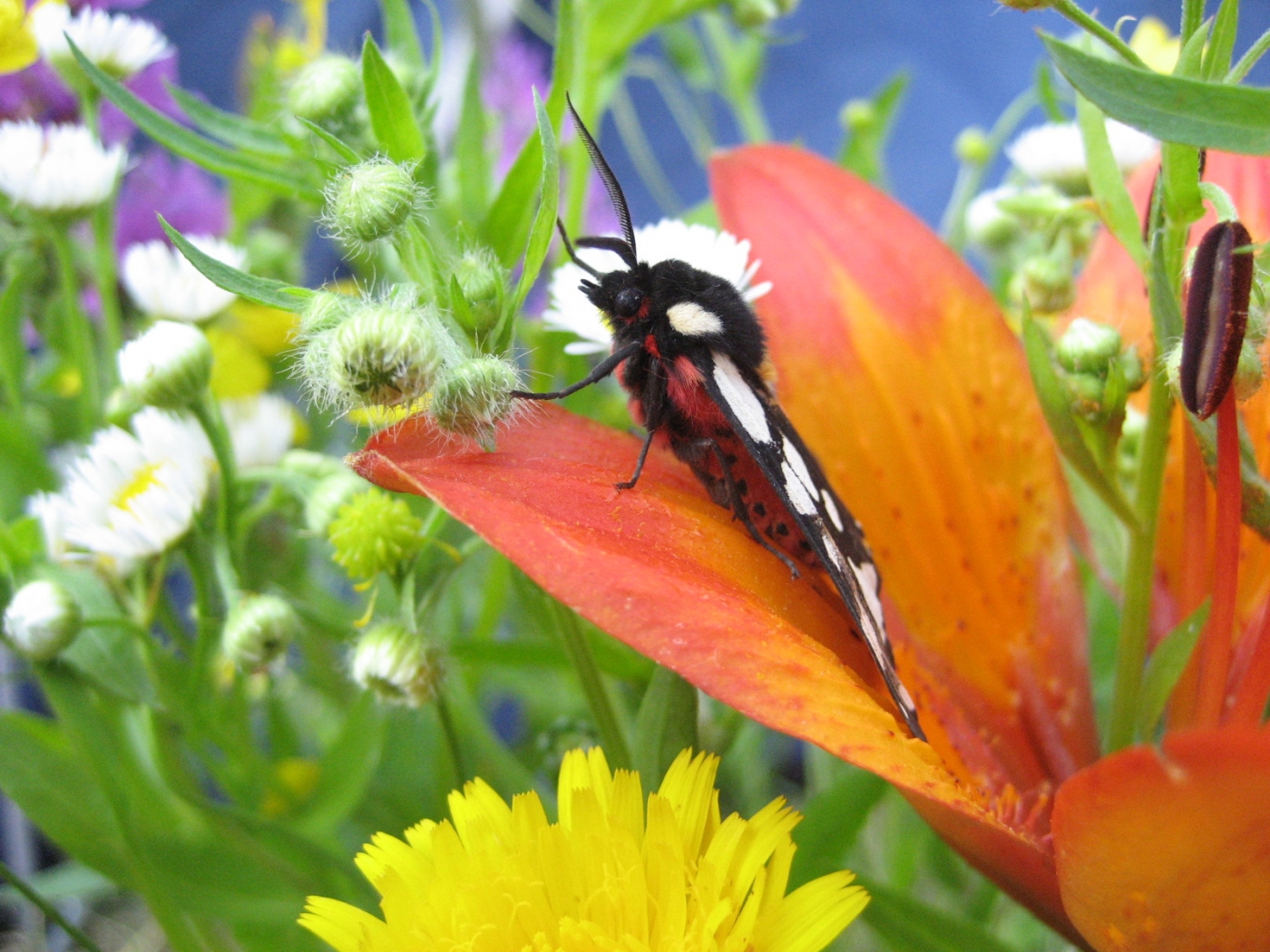 32434 завантажити картинку метелики, комахи - шпалери і заставки безкоштовно