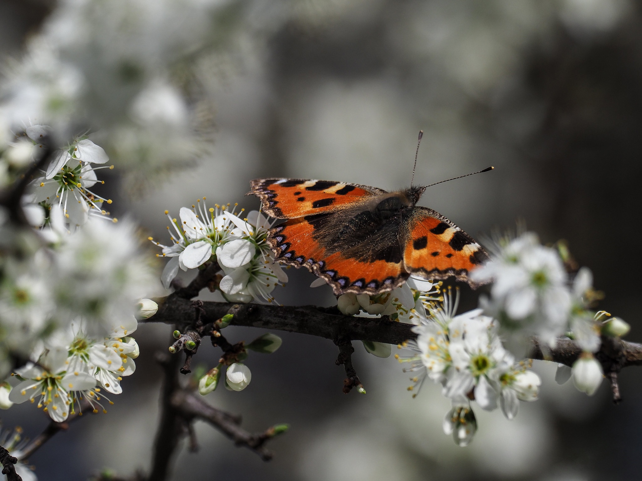 Téléchargez des papiers peints mobile Animaux, Fleur, Macro, Insecte, Papillon, Printemps, Fleur Blanche gratuitement.