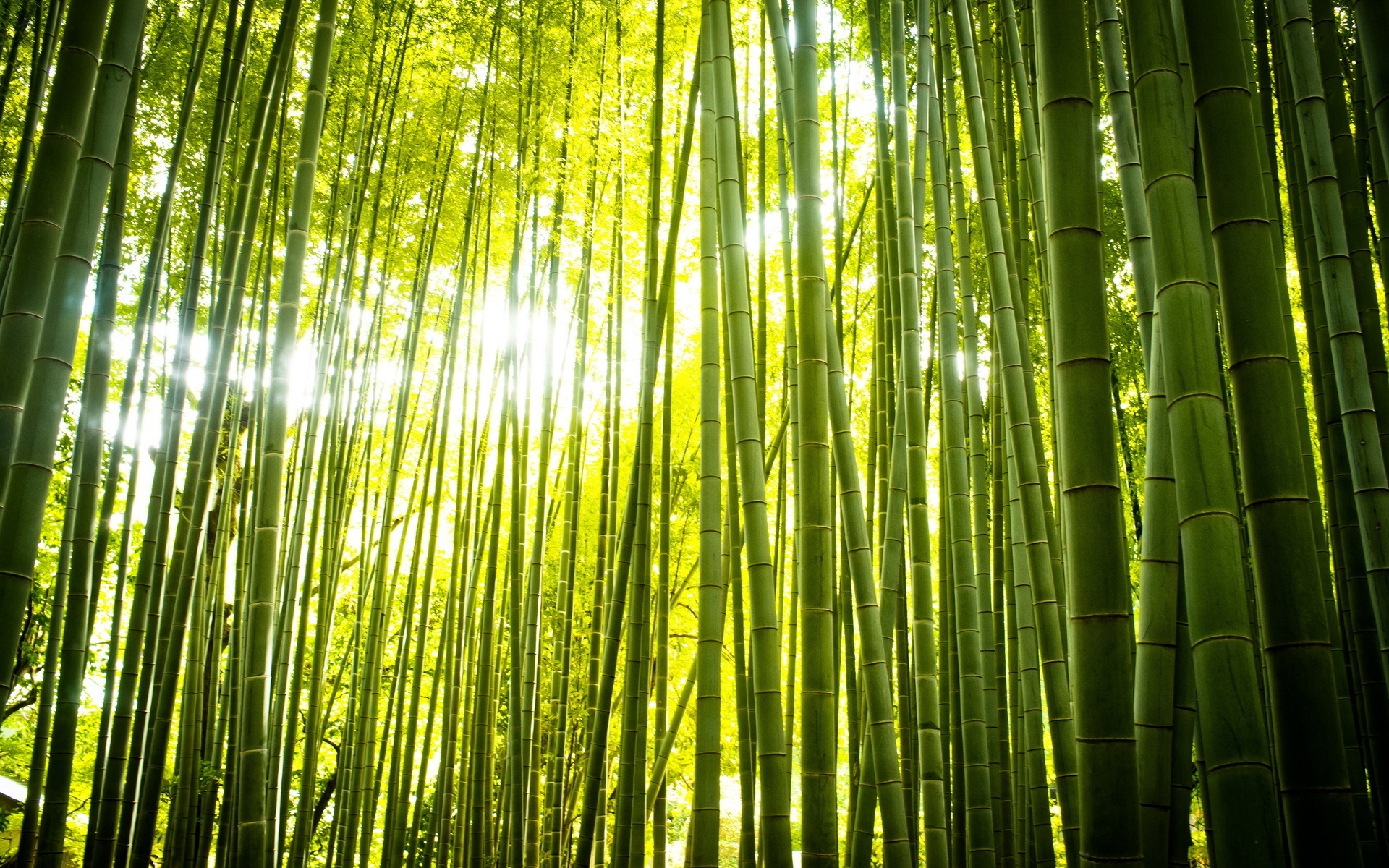 Download mobile wallpaper Forest, Earth, Bamboo, Zen for free.