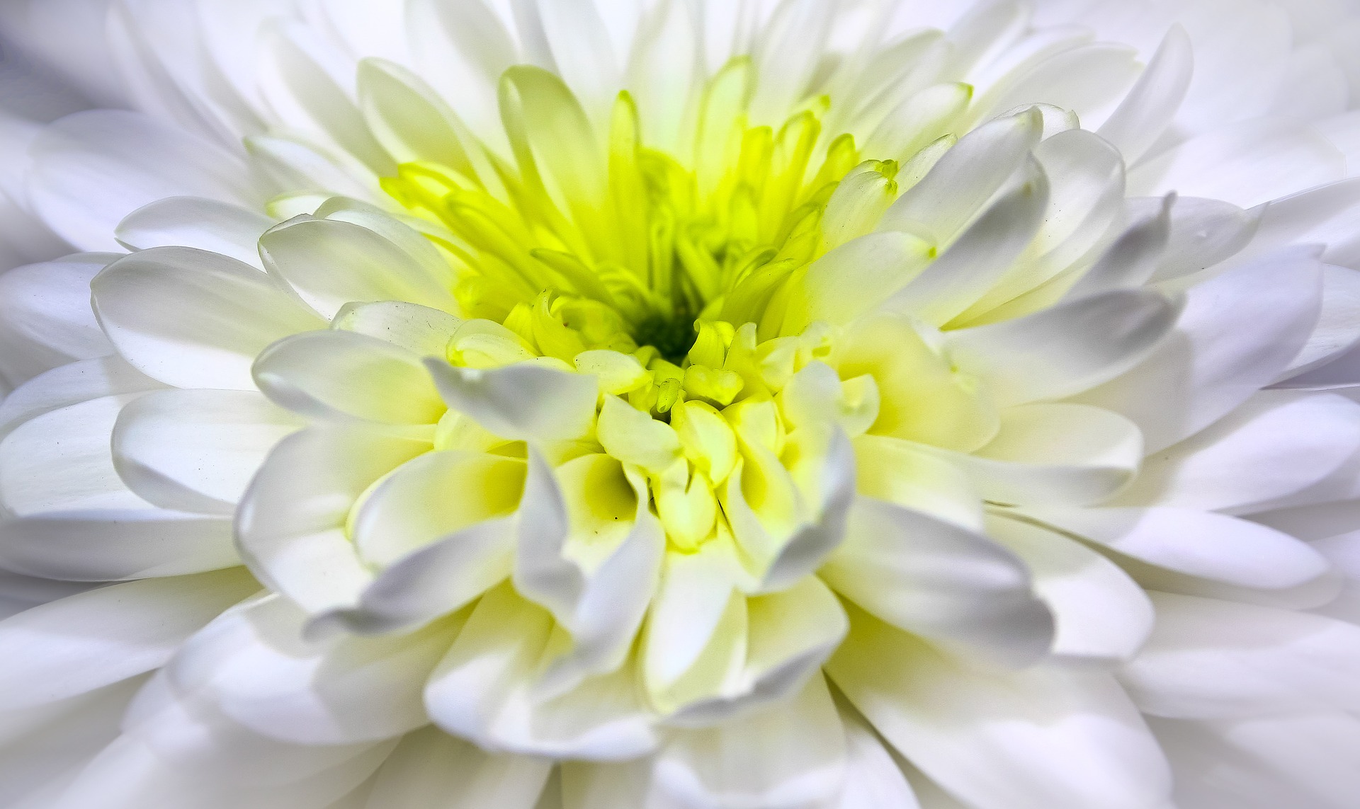 Download mobile wallpaper Nature, Flowers, Flower, Close Up, Earth, Dahlia, White Flower for free.