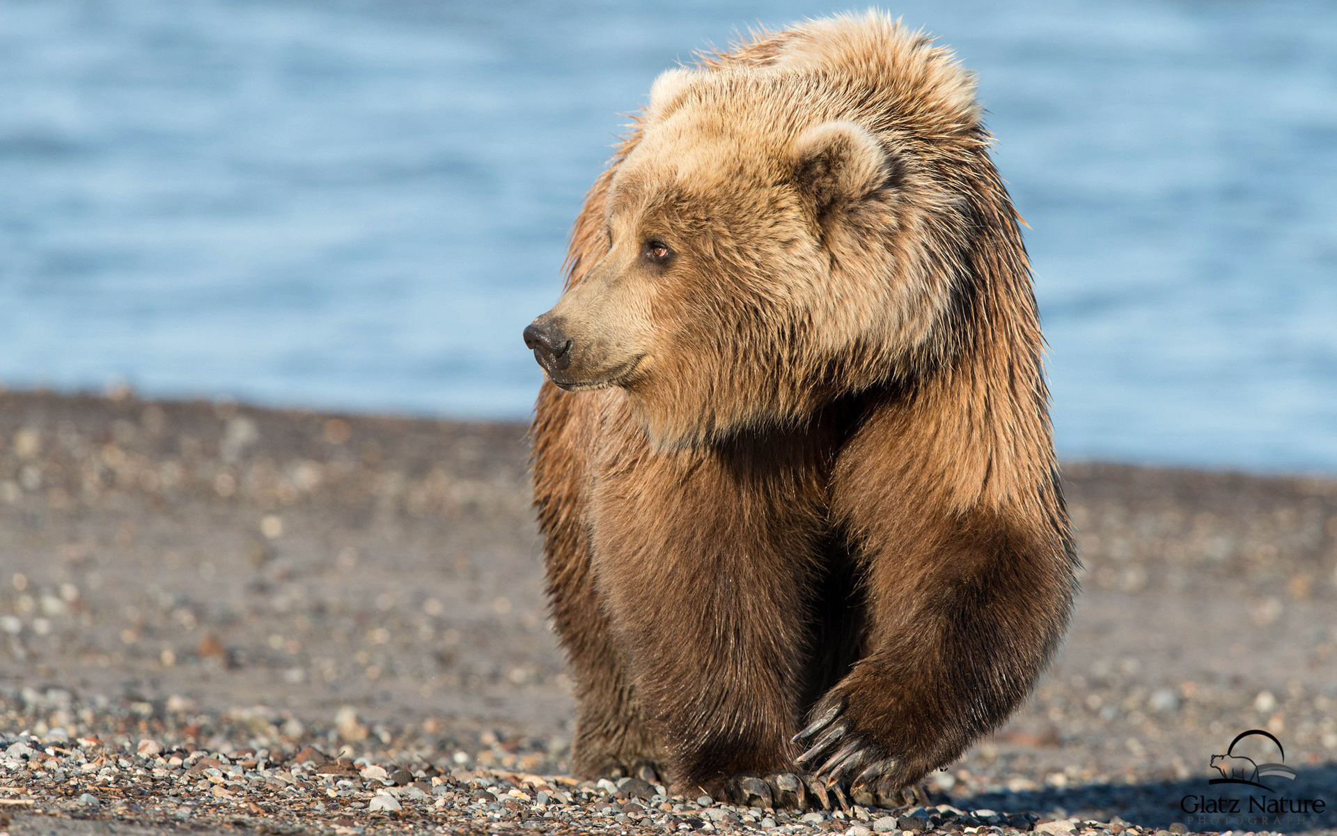 Free download wallpaper Bear, Animal on your PC desktop