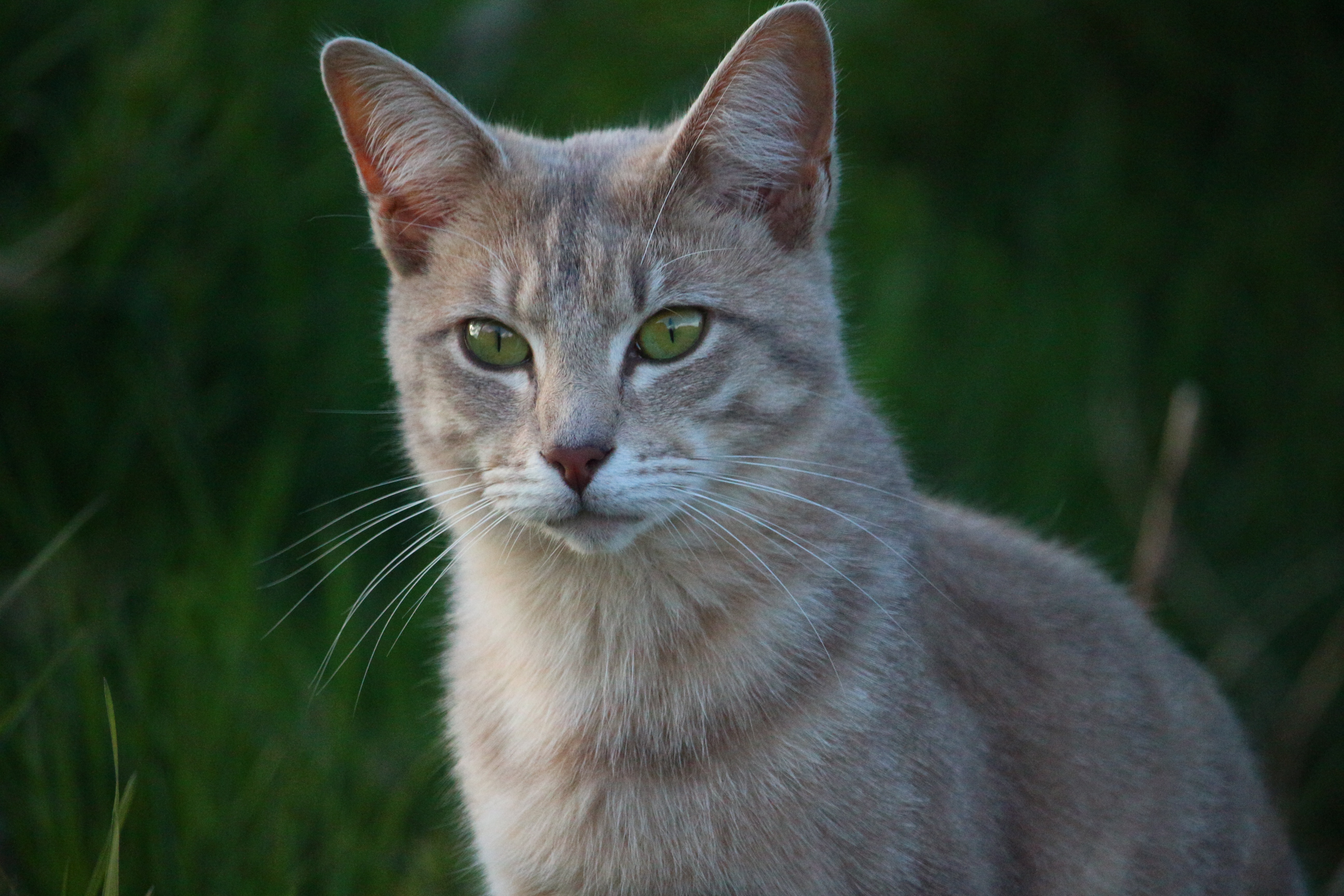 Laden Sie das Tiere, Katzen, Katze-Bild kostenlos auf Ihren PC-Desktop herunter