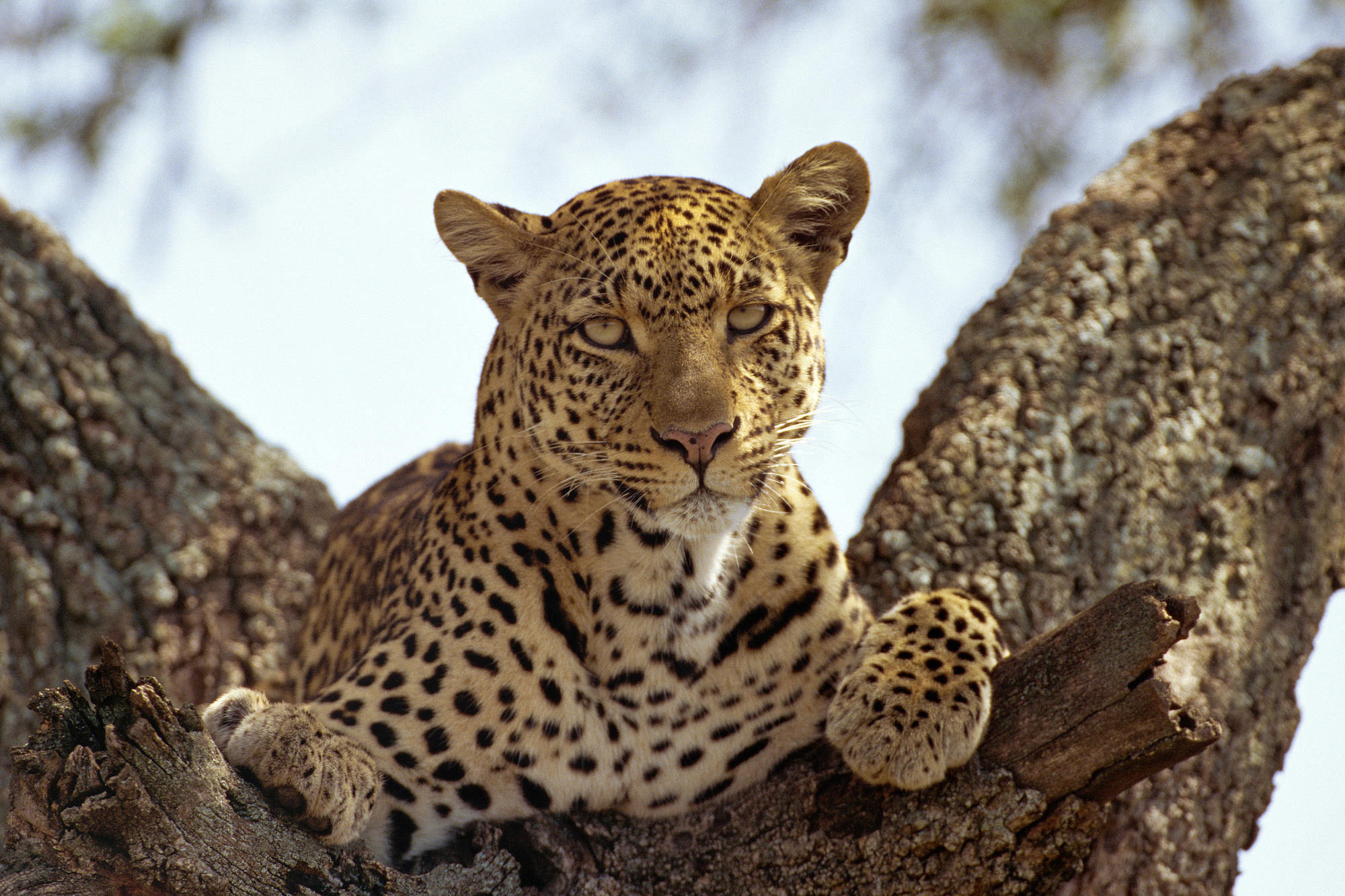 Free download wallpaper Leopard, Animal on your PC desktop