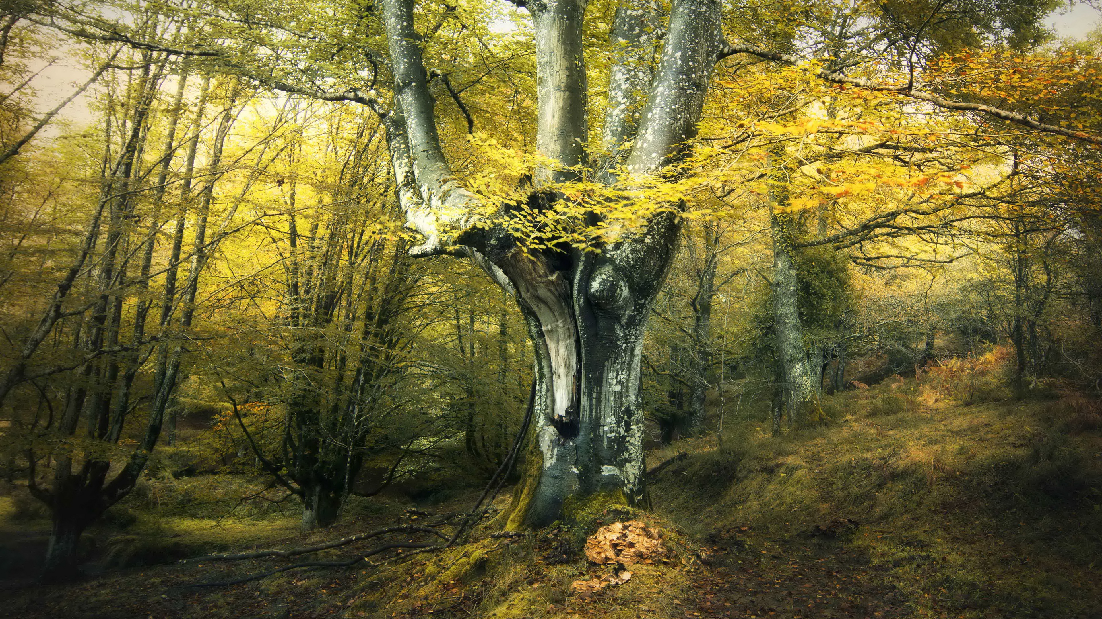 Descarga gratuita de fondo de pantalla para móvil de Naturaleza, Otoño, Bosque, Tierra/naturaleza.