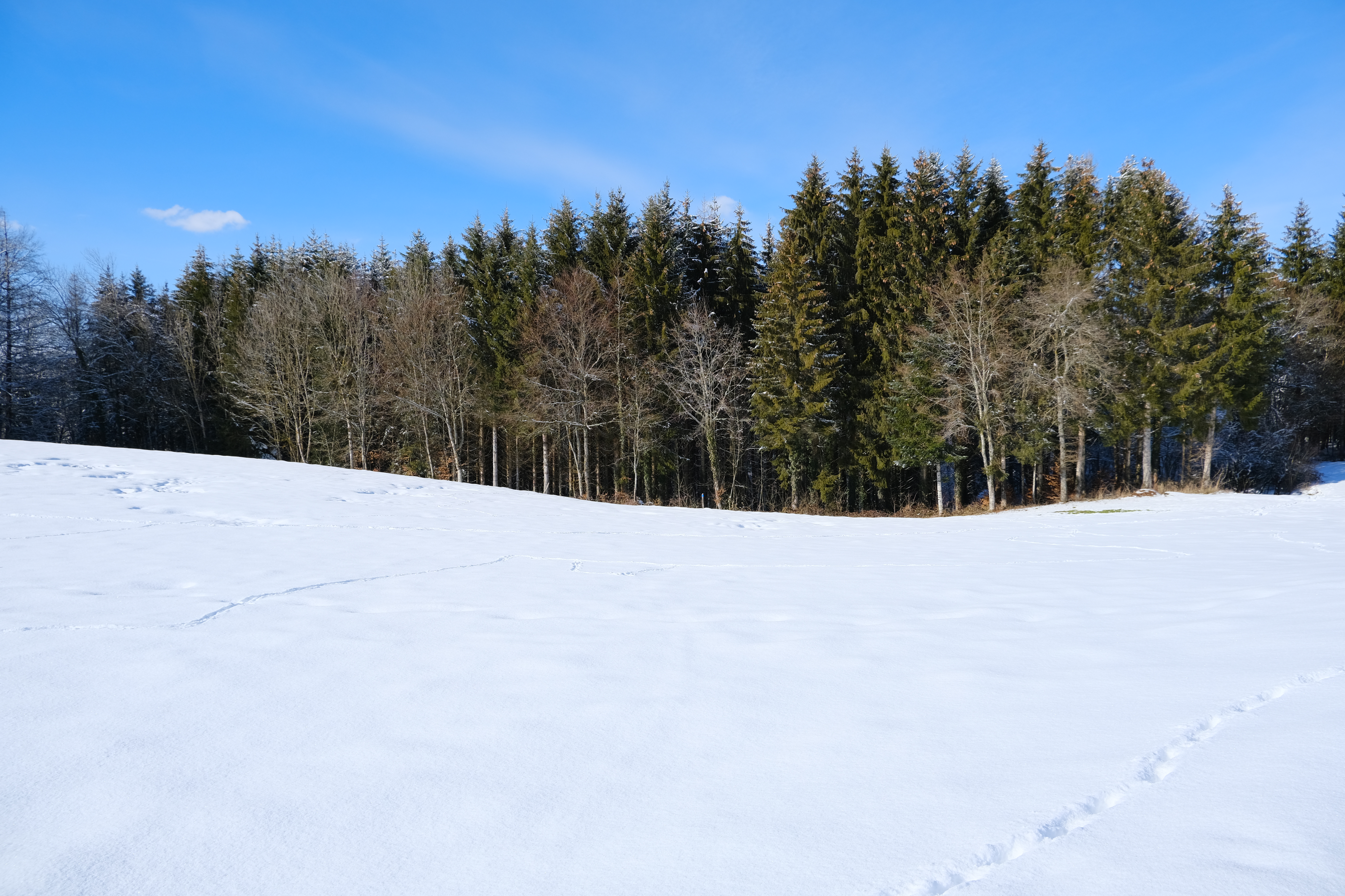 Download mobile wallpaper Field, Snow, Forest, Winter, Trees, Nature for free.