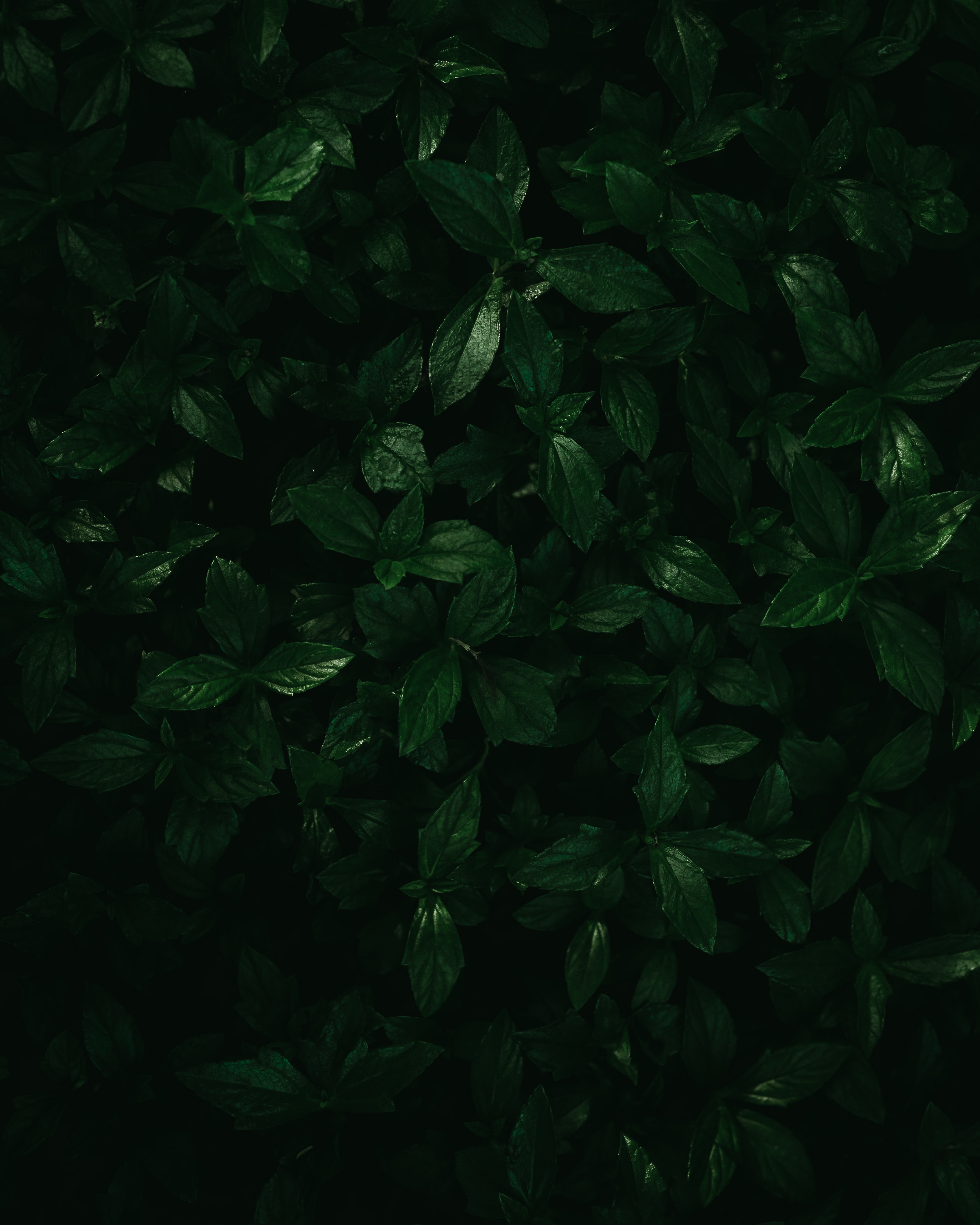 Скачать обои бесплатно Зеленый, Макро, Листья, Растения картинка на рабочий стол ПК
