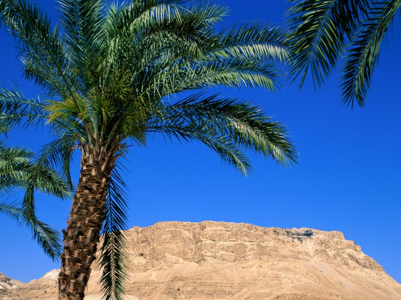 Laden Sie das Palms, Landschaft-Bild kostenlos auf Ihren PC-Desktop herunter