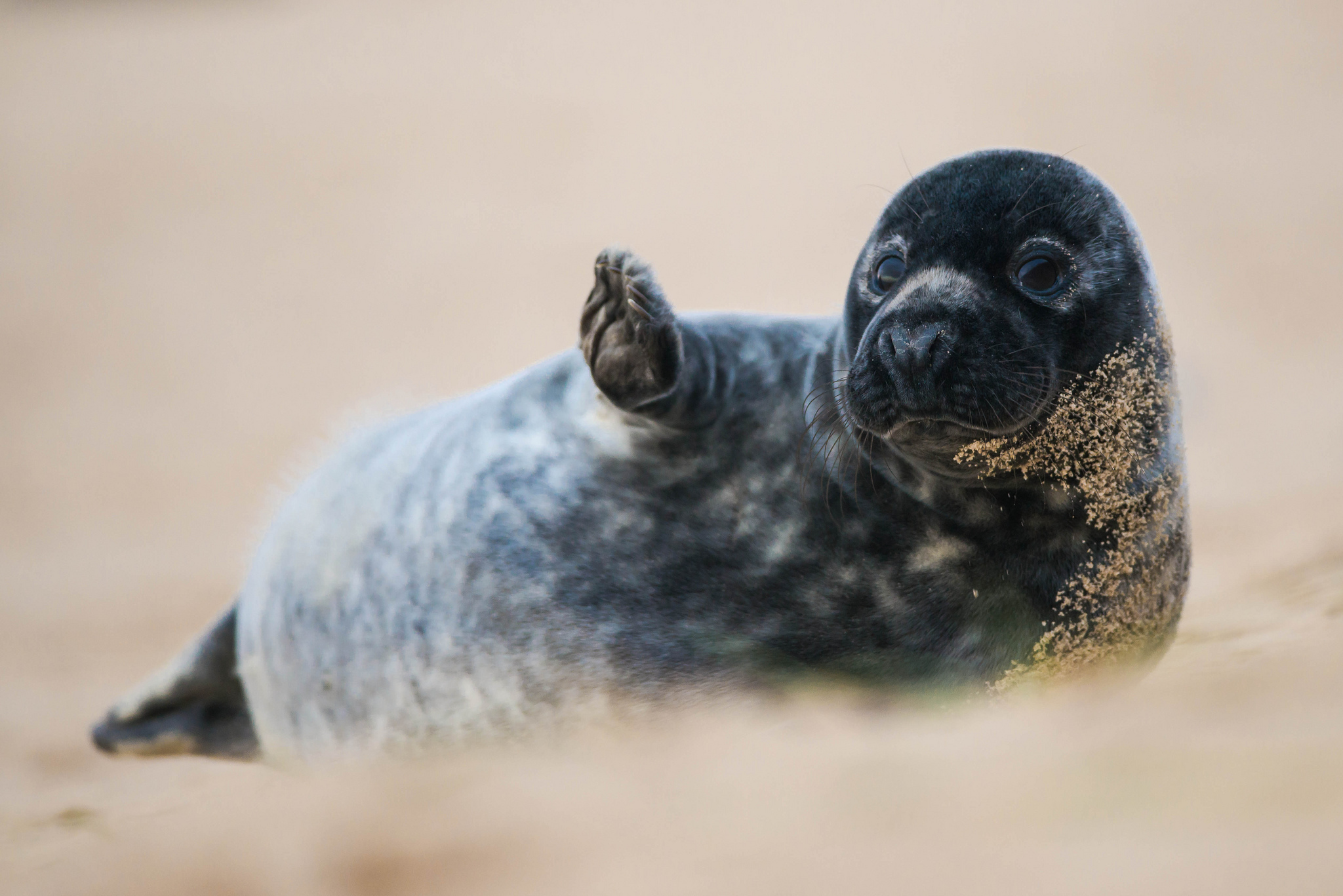 297216 baixar imagens animais, foca, selos - papéis de parede e protetores de tela gratuitamente