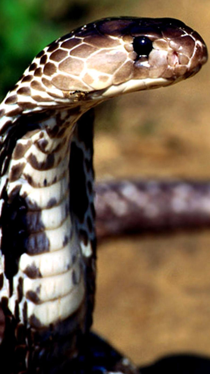 Download mobile wallpaper Cobra, Animal, Reptiles for free.