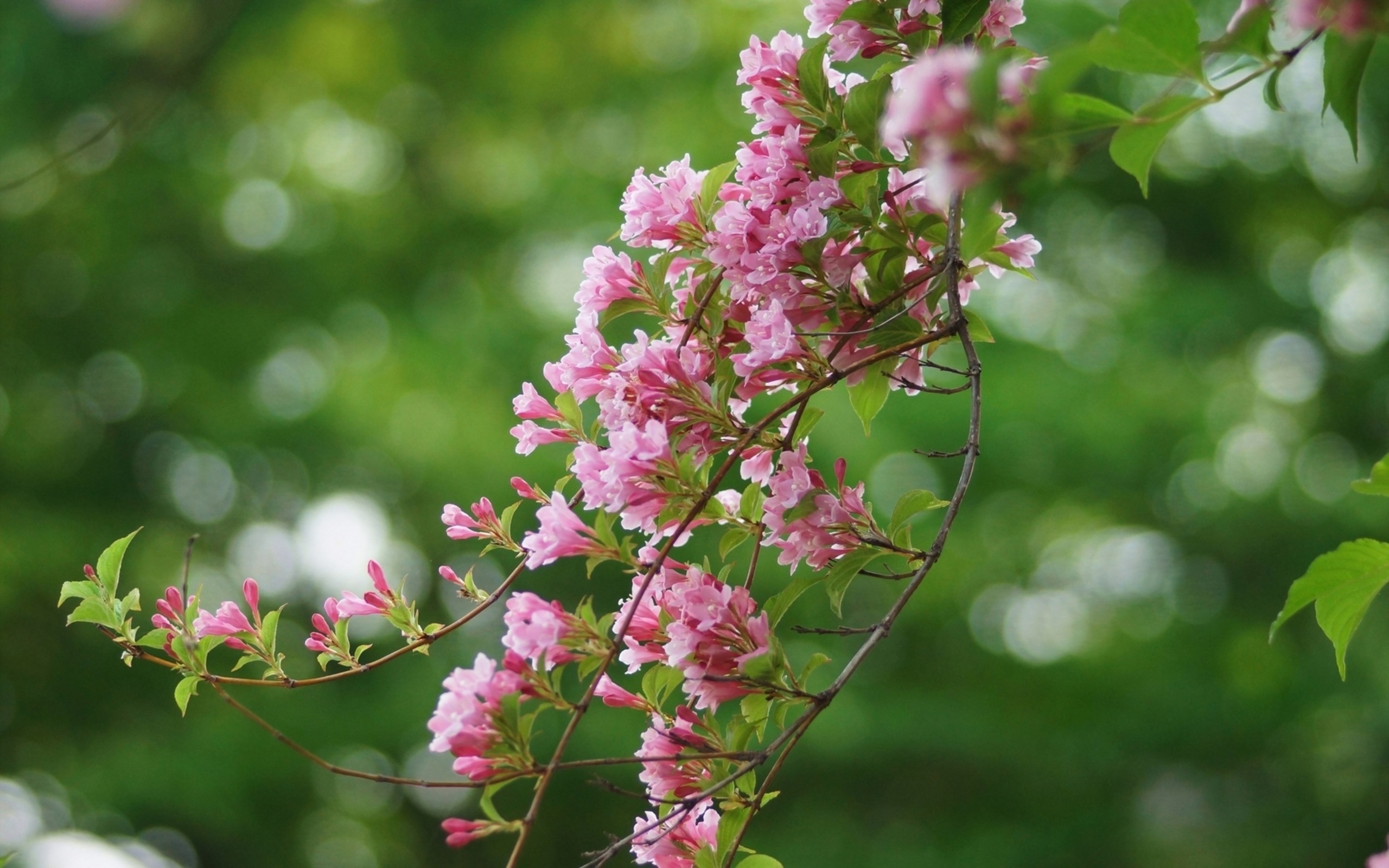 Baixe gratuitamente a imagem Flores, Floração, Terra/natureza na área de trabalho do seu PC