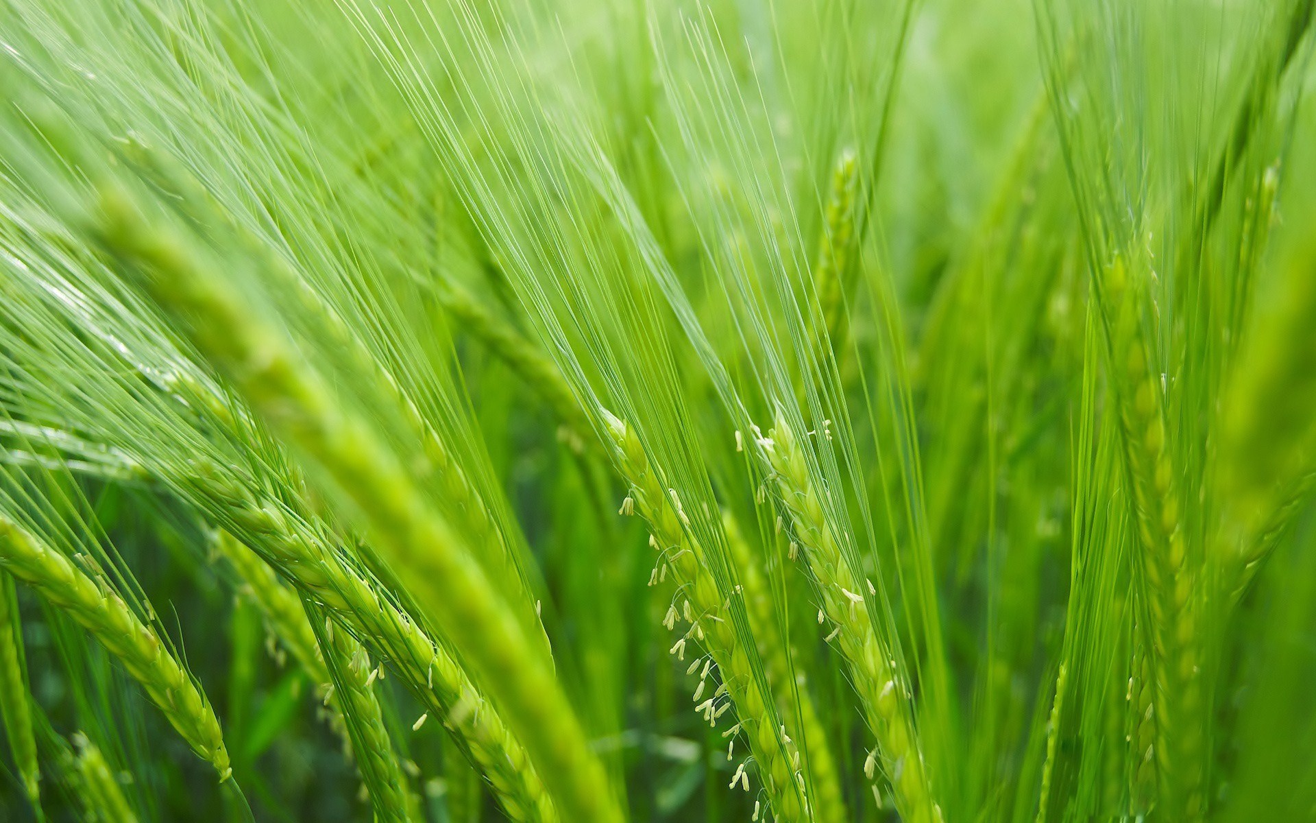 Baixar papel de parede para celular de Trigo, Terra/natureza gratuito.