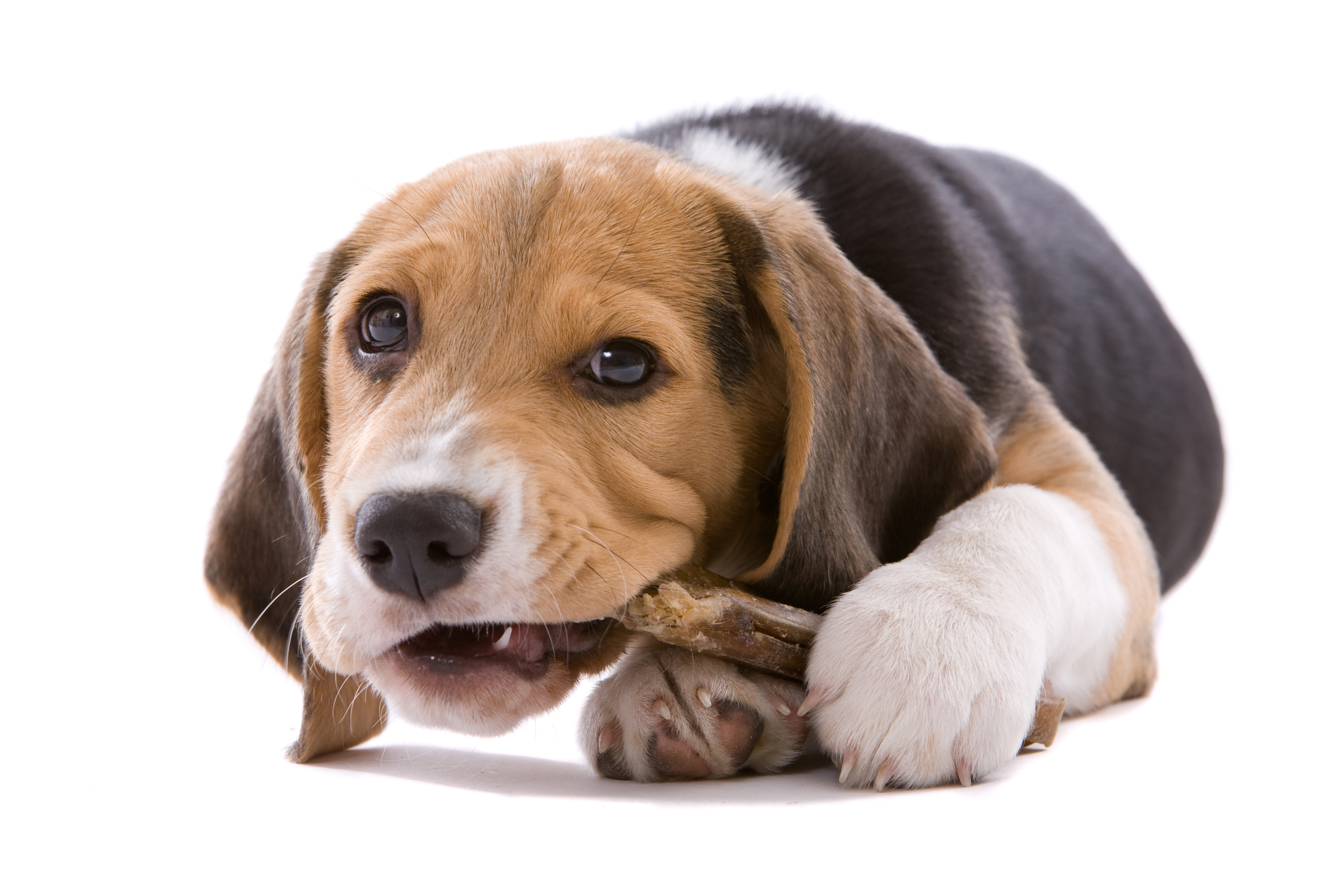 1521399 Bild herunterladen tiere, beagle, hund, hunde - Hintergrundbilder und Bildschirmschoner kostenlos