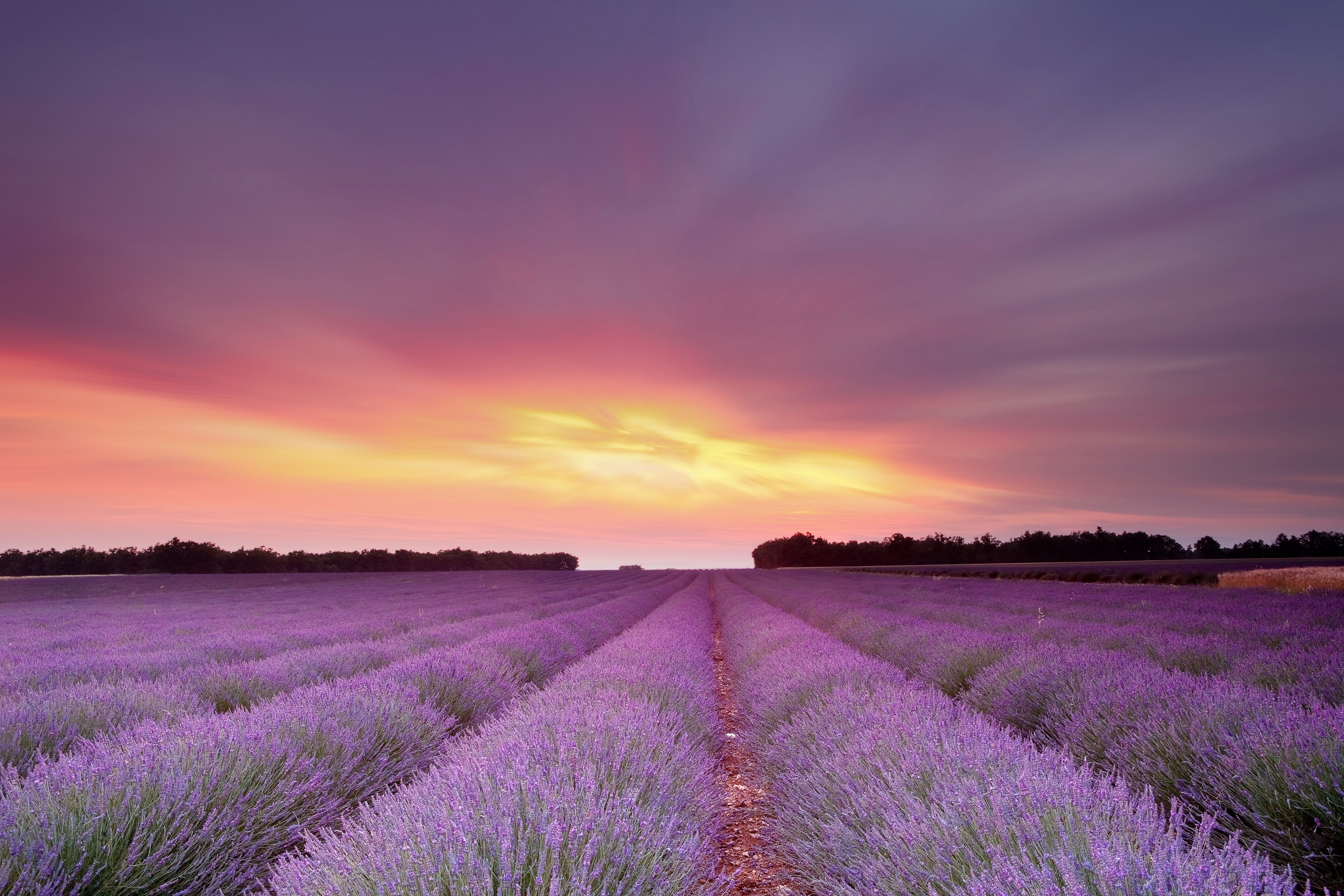 Free download wallpaper Landscape, Nature, Flowers, Flower, Sunrise, Earth, Field, Lavender on your PC desktop
