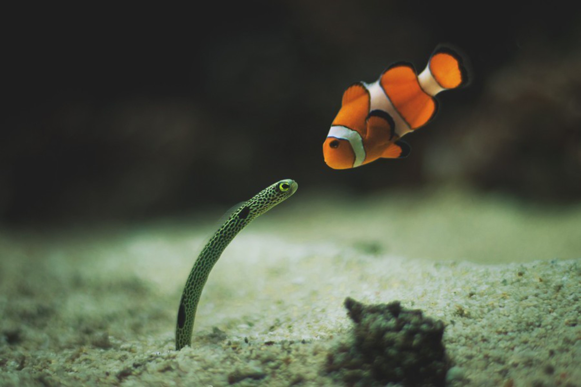 Download mobile wallpaper Animal, Clownfish for free.