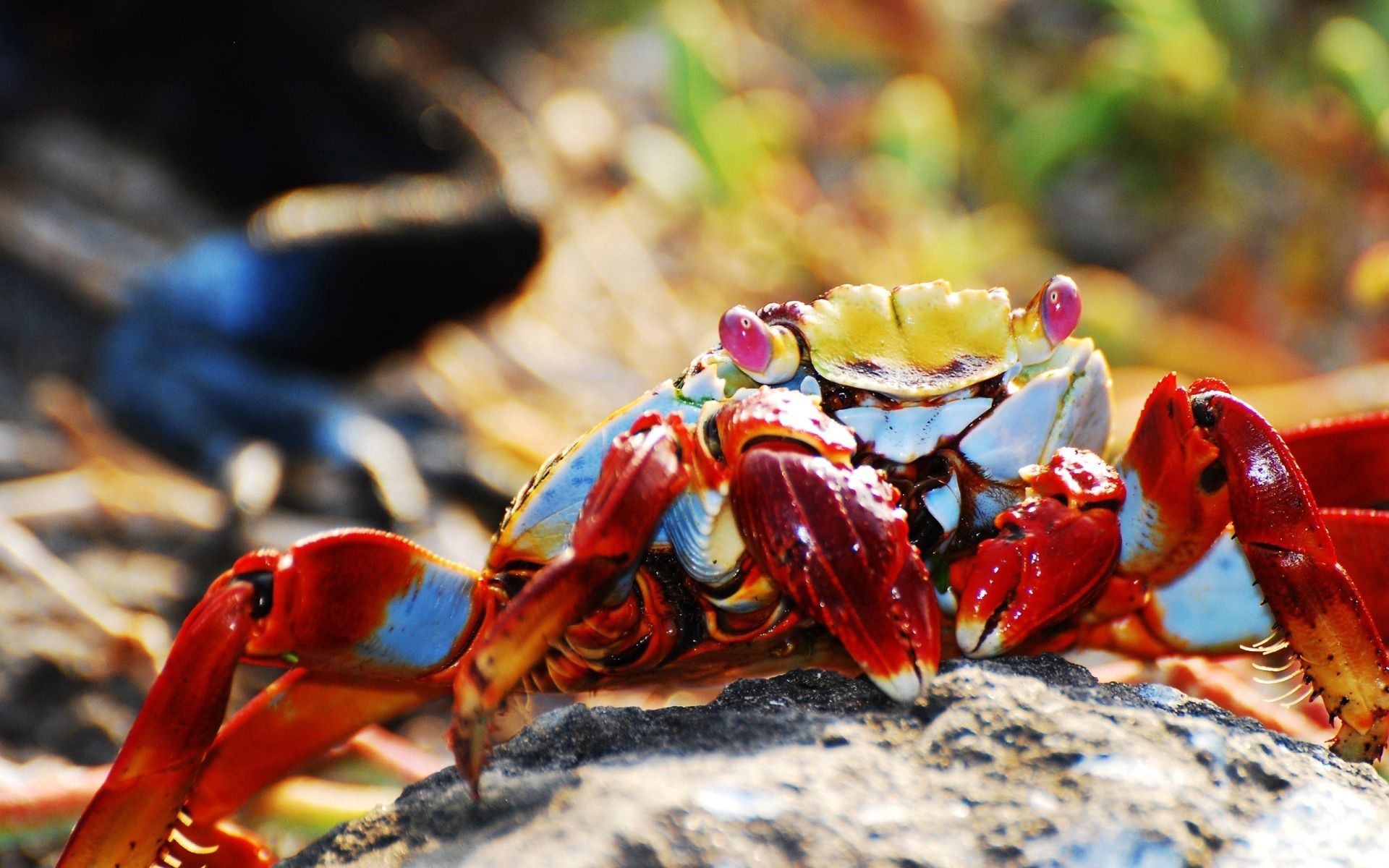 Free download wallpaper Crab, Claws, Animals, Bright on your PC desktop