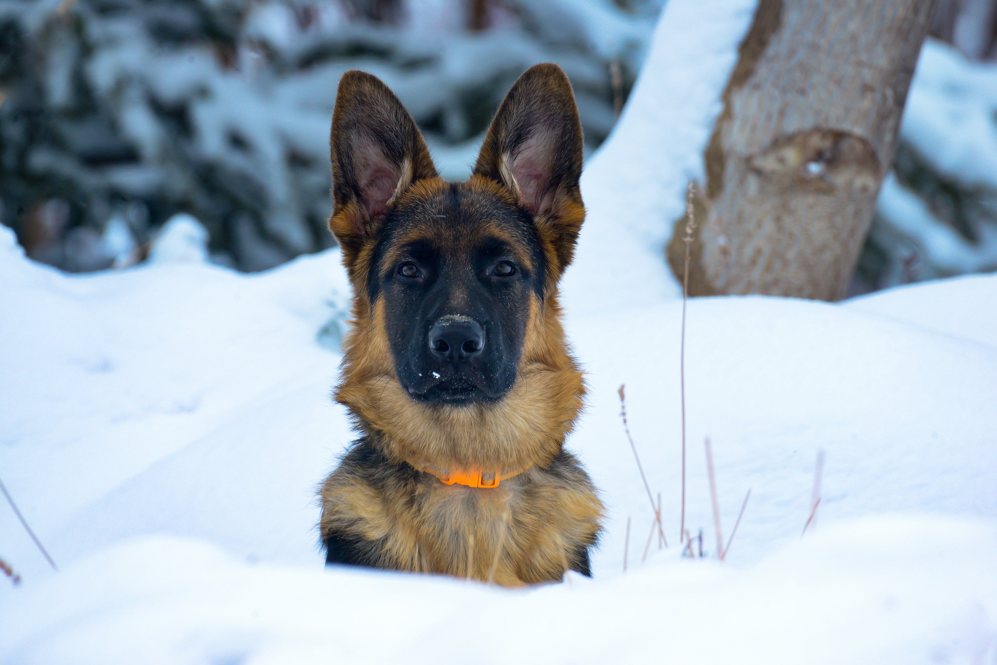 PCデスクトップに動物, 雪, 犬, ジャーマンシェパード画像を無料でダウンロード
