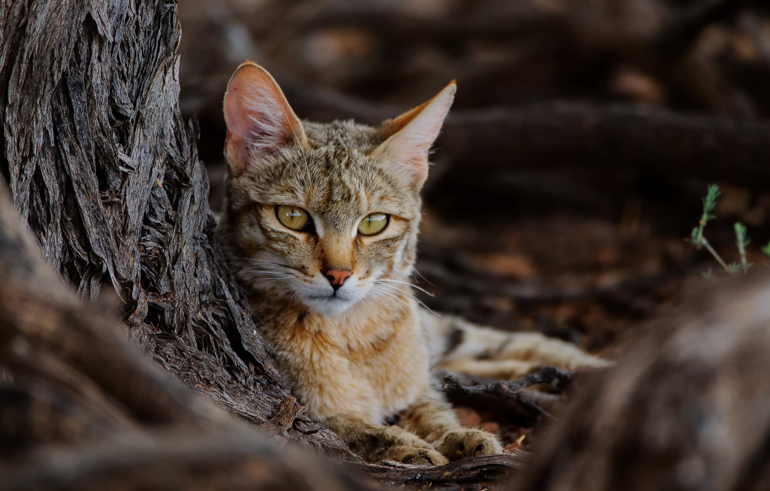 Descarga gratis la imagen Gato, Gatos, Animales en el escritorio de tu PC