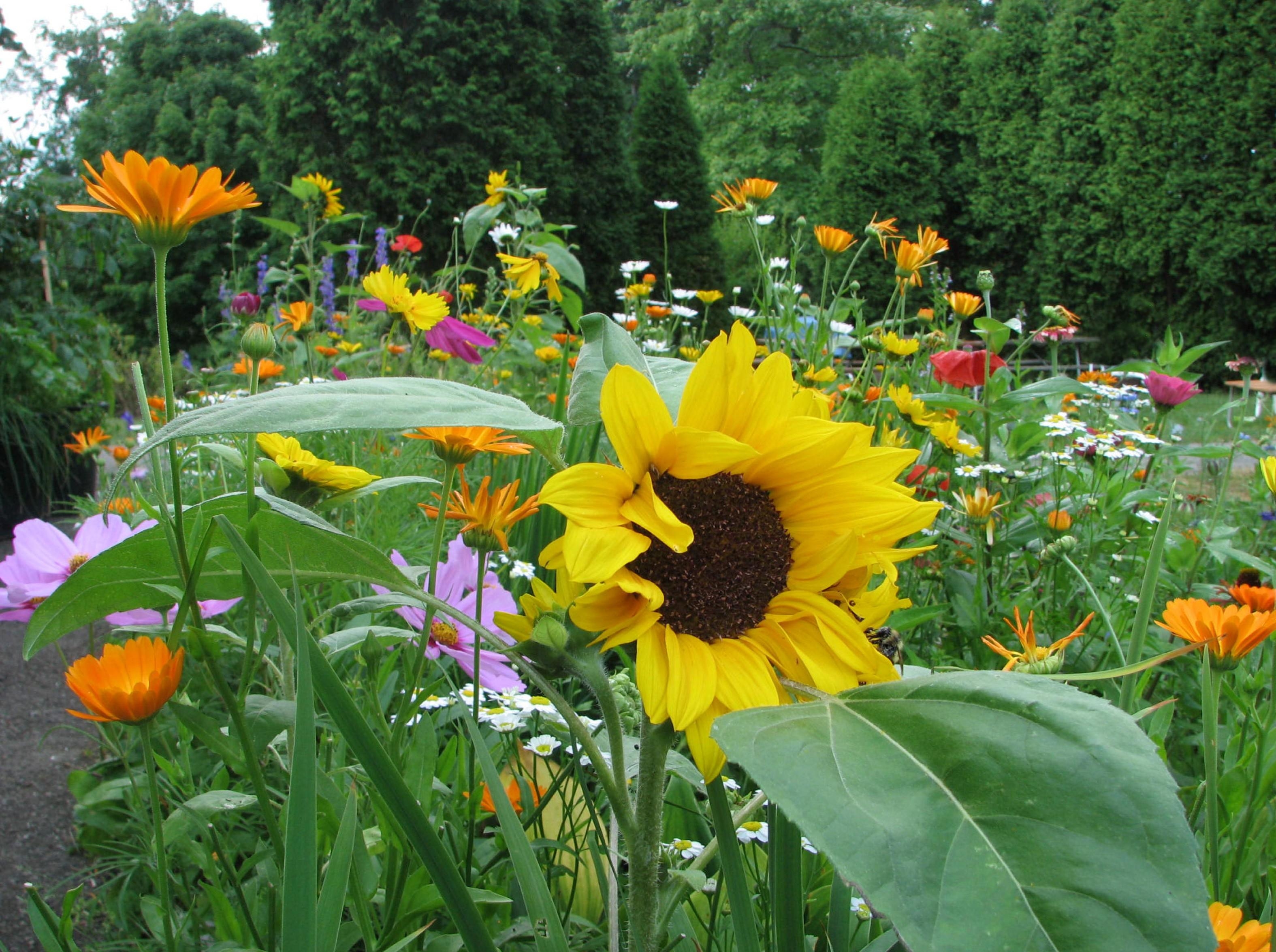 flower bed, flowers, sunflowers, trees, camomile, flowerbed, polyana, glade, kosmeya, cosmos