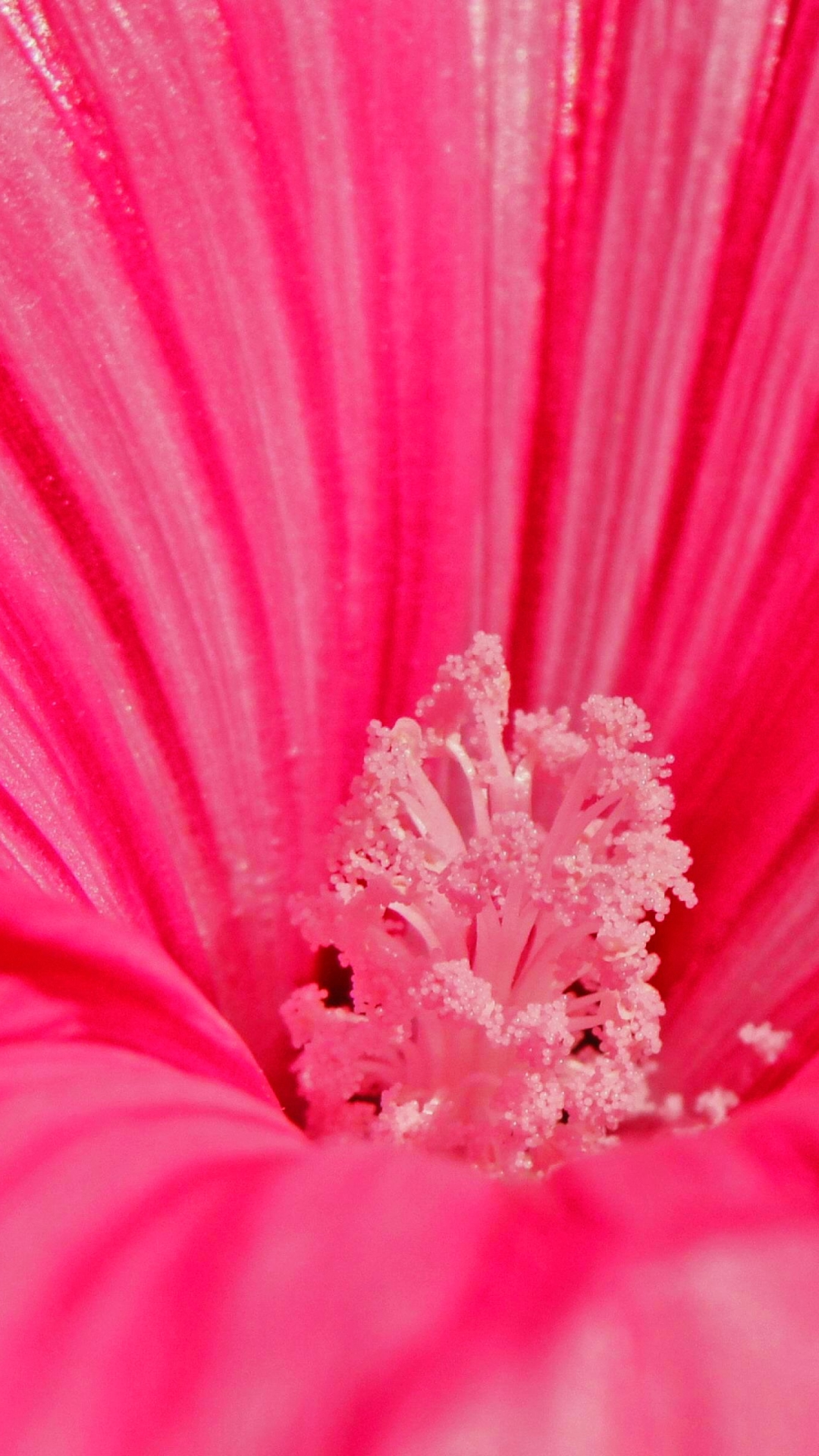 Handy-Wallpaper Blumen, Blume, Blütenblatt, Erde/natur kostenlos herunterladen.