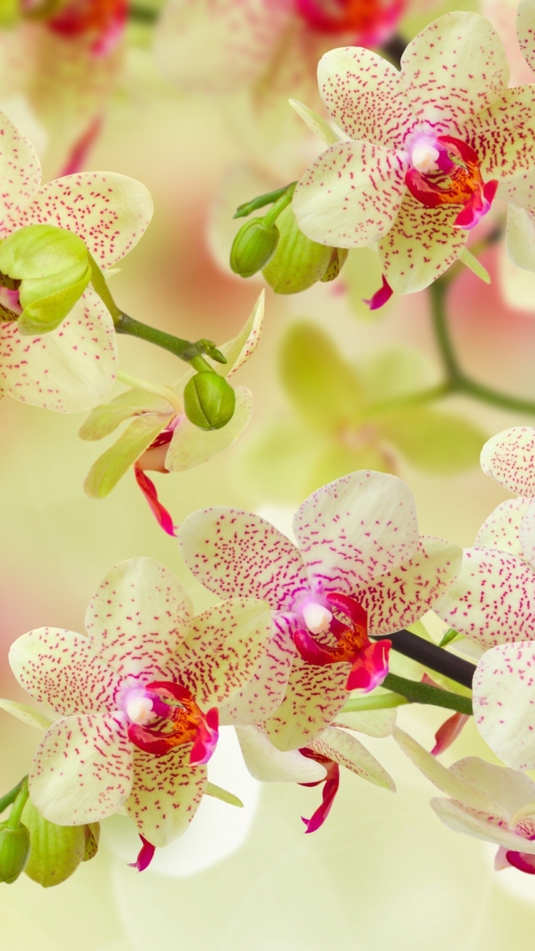 Скачать картинку Цветок, Орхидея, Белый Цветок, Земля/природа, Флауэрсы в телефон бесплатно.