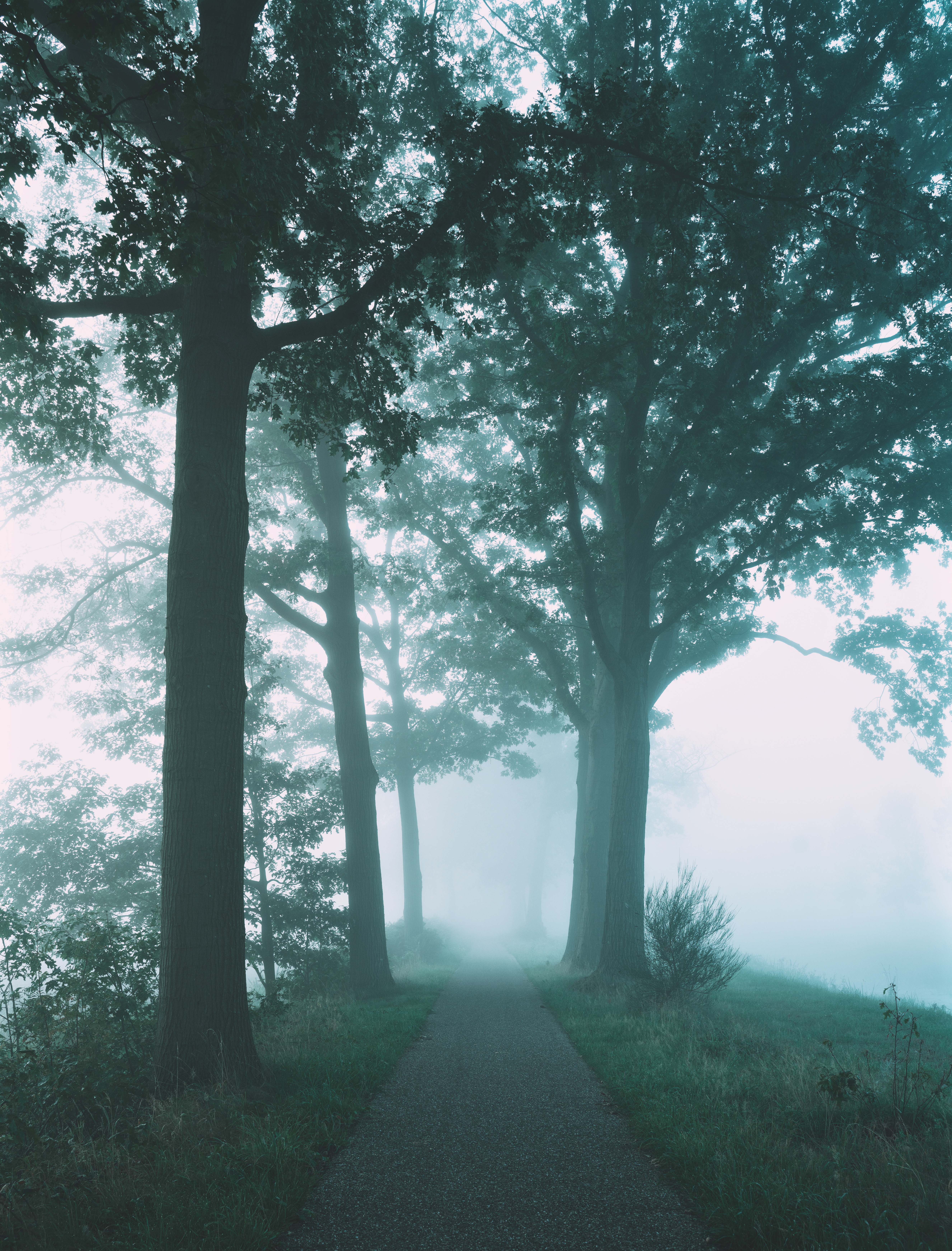 fog, nature, trees, path 8K
