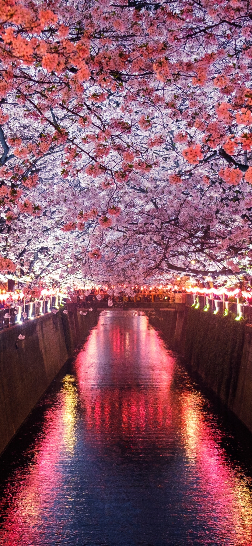 Download mobile wallpaper Sakura, Flower, Light, Spring, Cherry Blossom, Man Made, Canal for free.