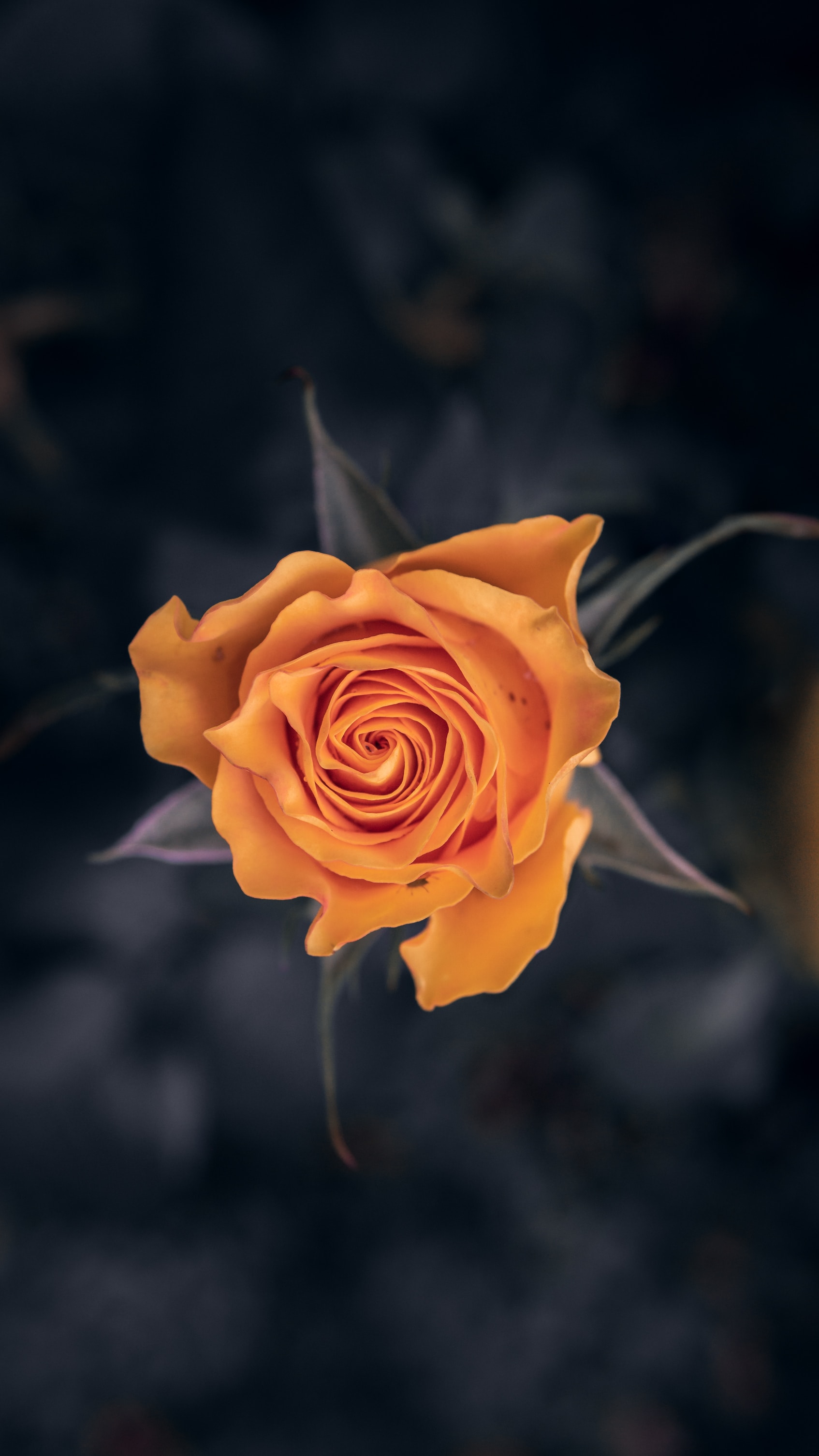 Free download wallpaper Flowers, Macro, Flower, Close Up, Rose, Rose Flower on your PC desktop