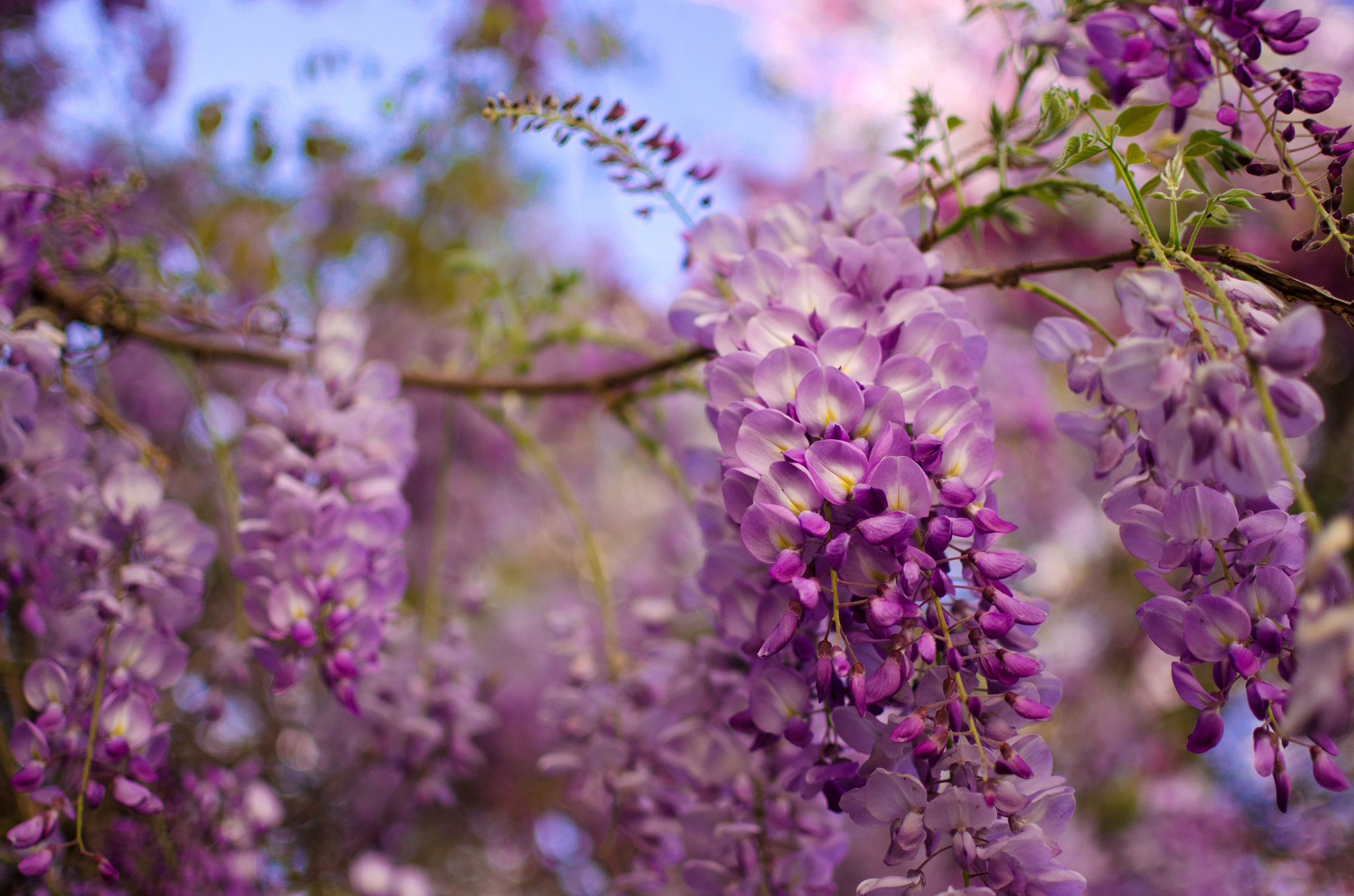 wisteria, earth, blur, branch, flower, nature, purple flower, flowers