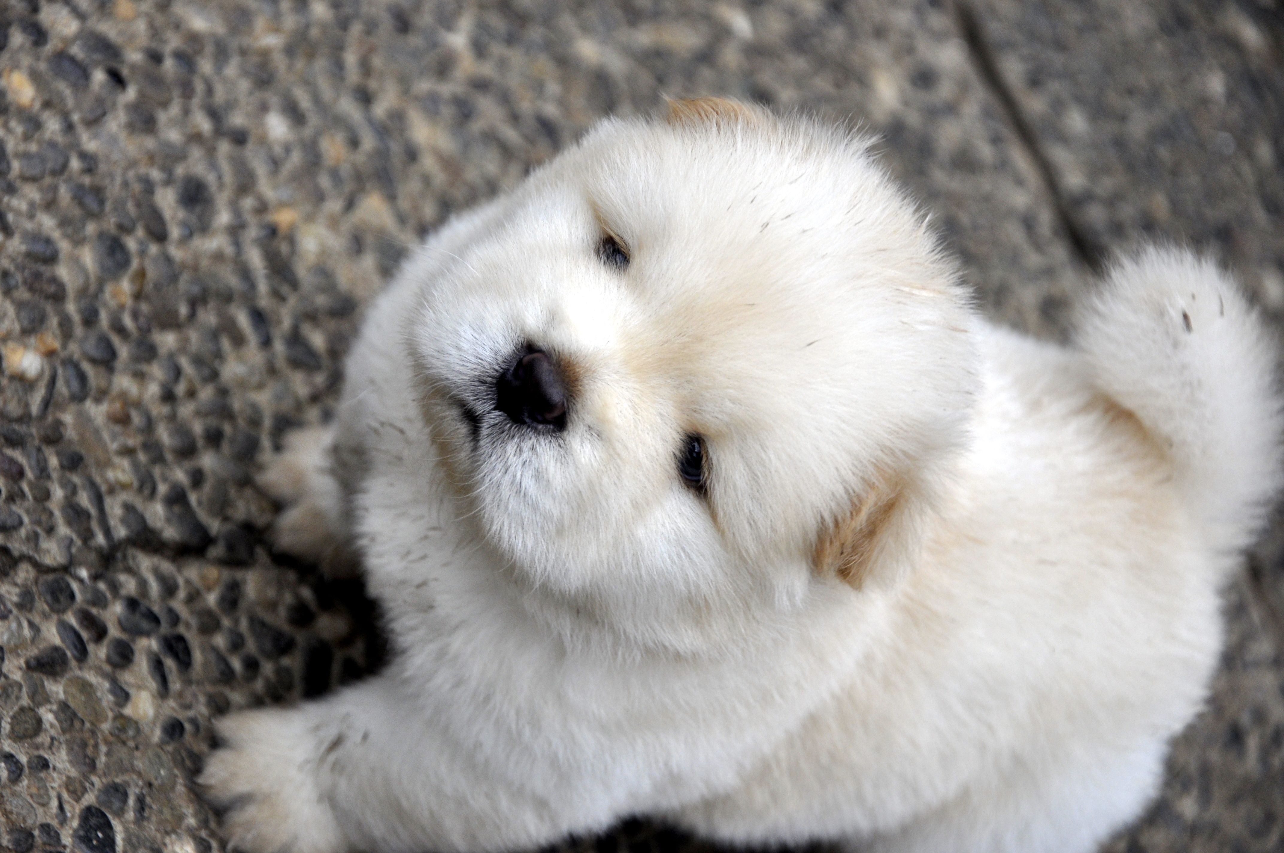 Free download wallpaper Light, Light Coloured, Puppy, Kid, Tot, Chow Chow, Animals on your PC desktop