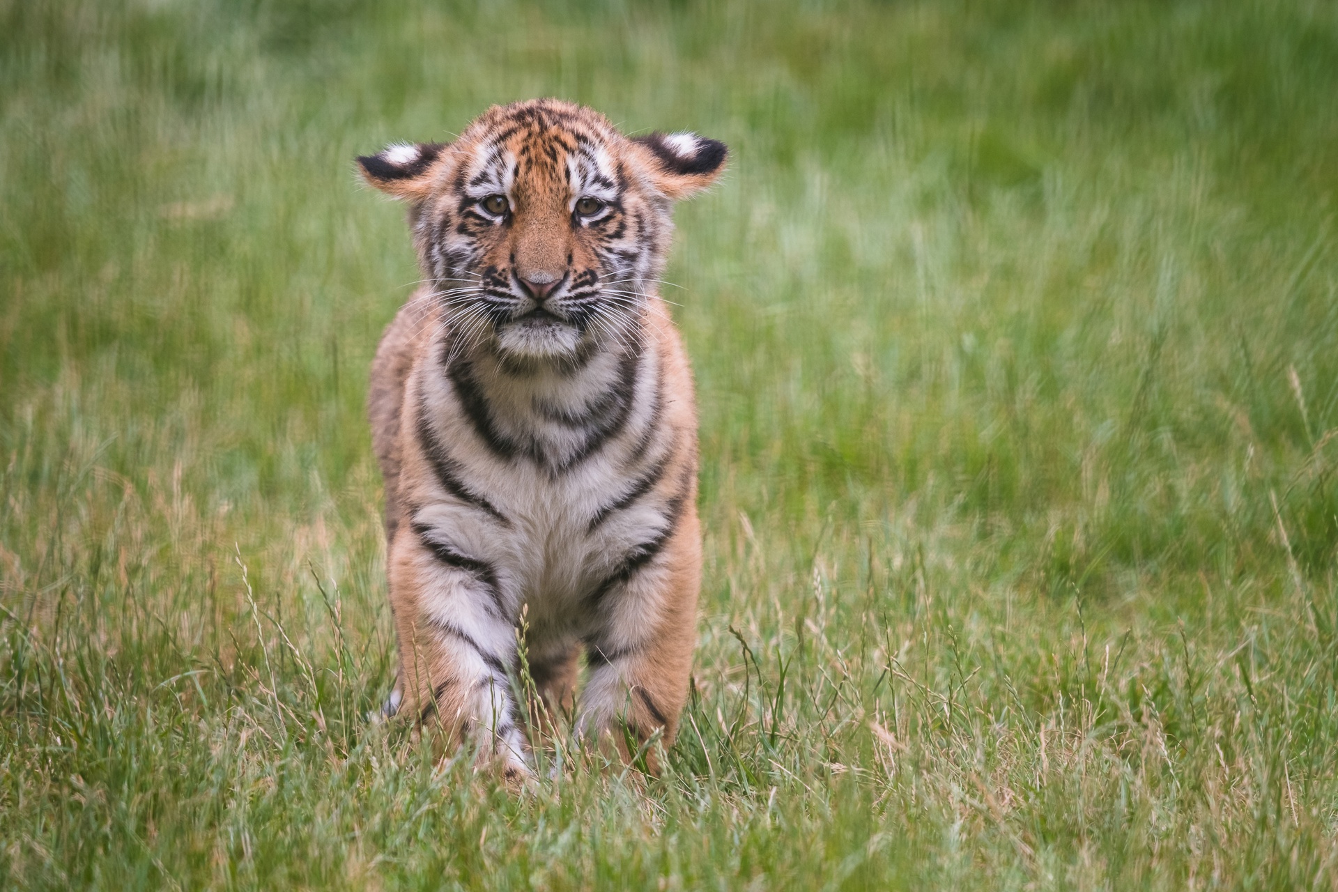 Download mobile wallpaper Cats, Tiger, Animal, Baby Animal, Cub for free.