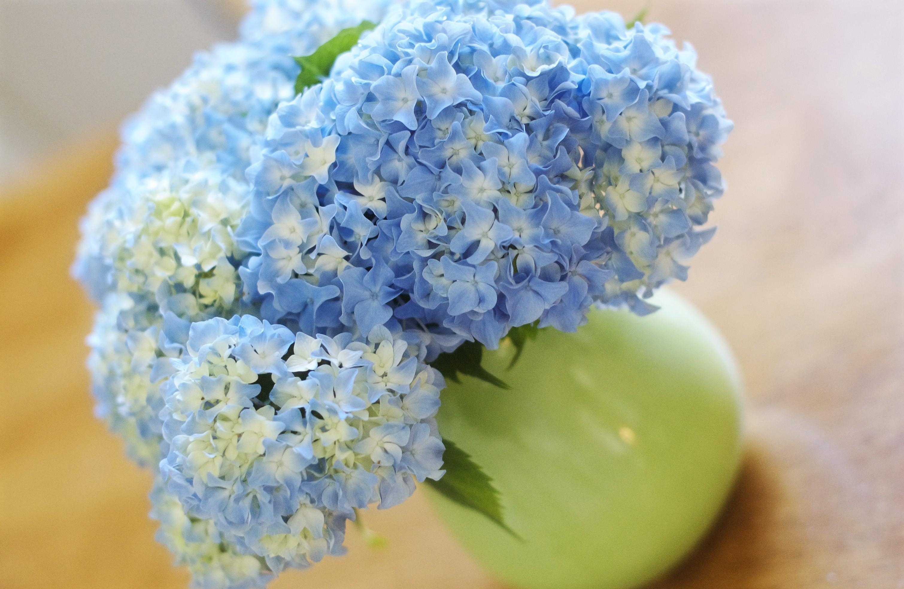 hydrangea, flowers, close up, bouquet, vase 1080p