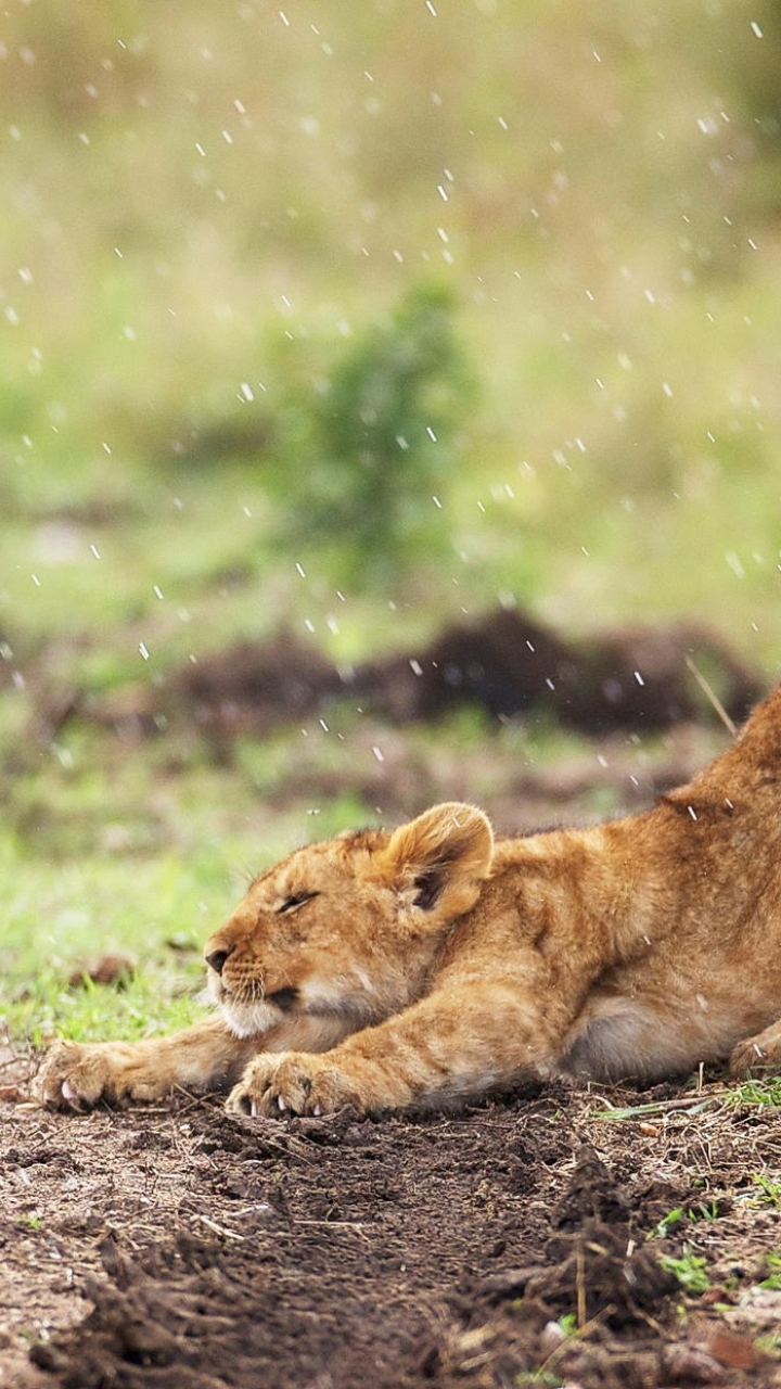 Téléchargez des papiers peints mobile Lion, Chats, Animaux gratuitement.