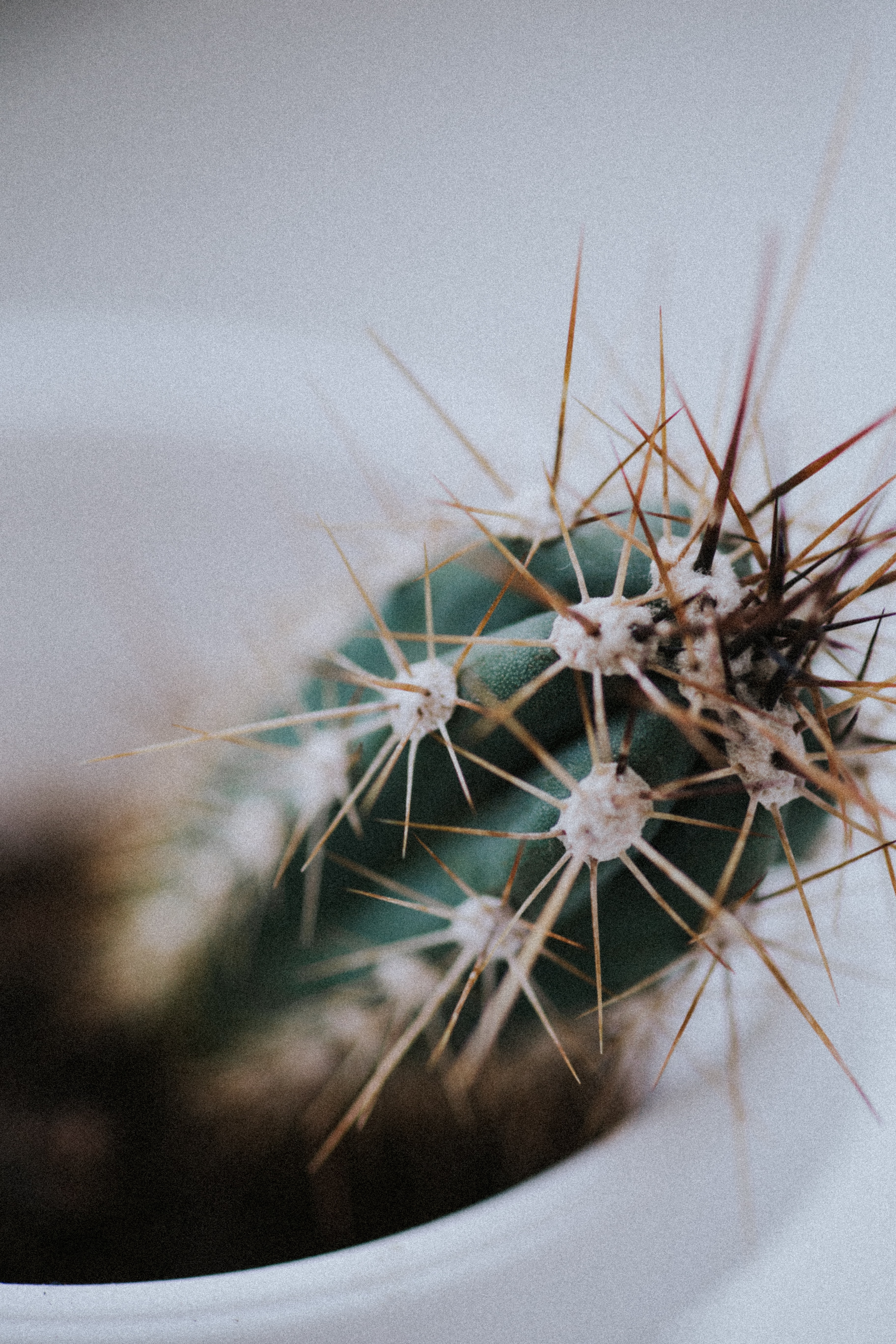 needle, plant, macro, blur, smooth, cactus HD wallpaper