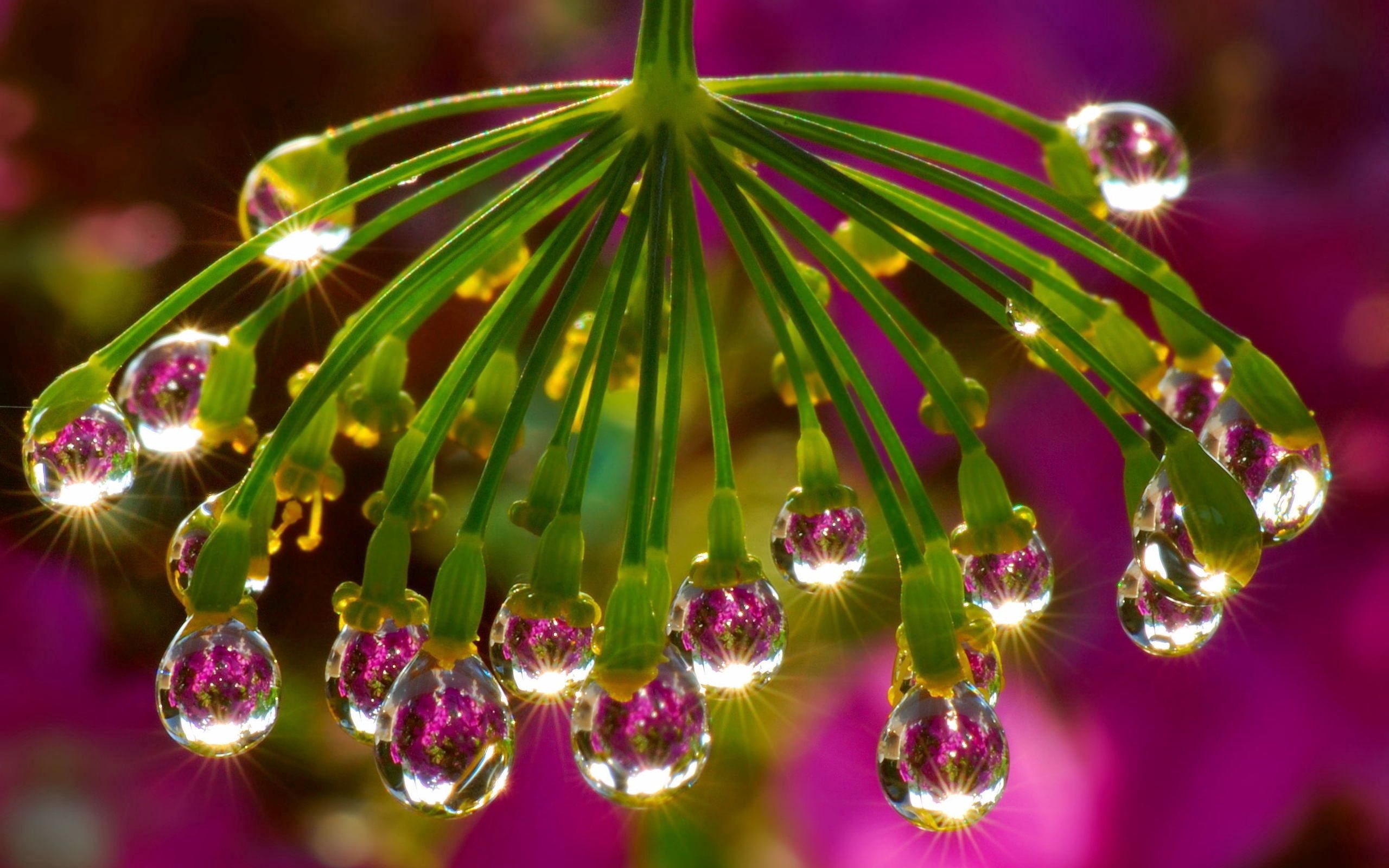 drops, plant, macro, light, light coloured, dew