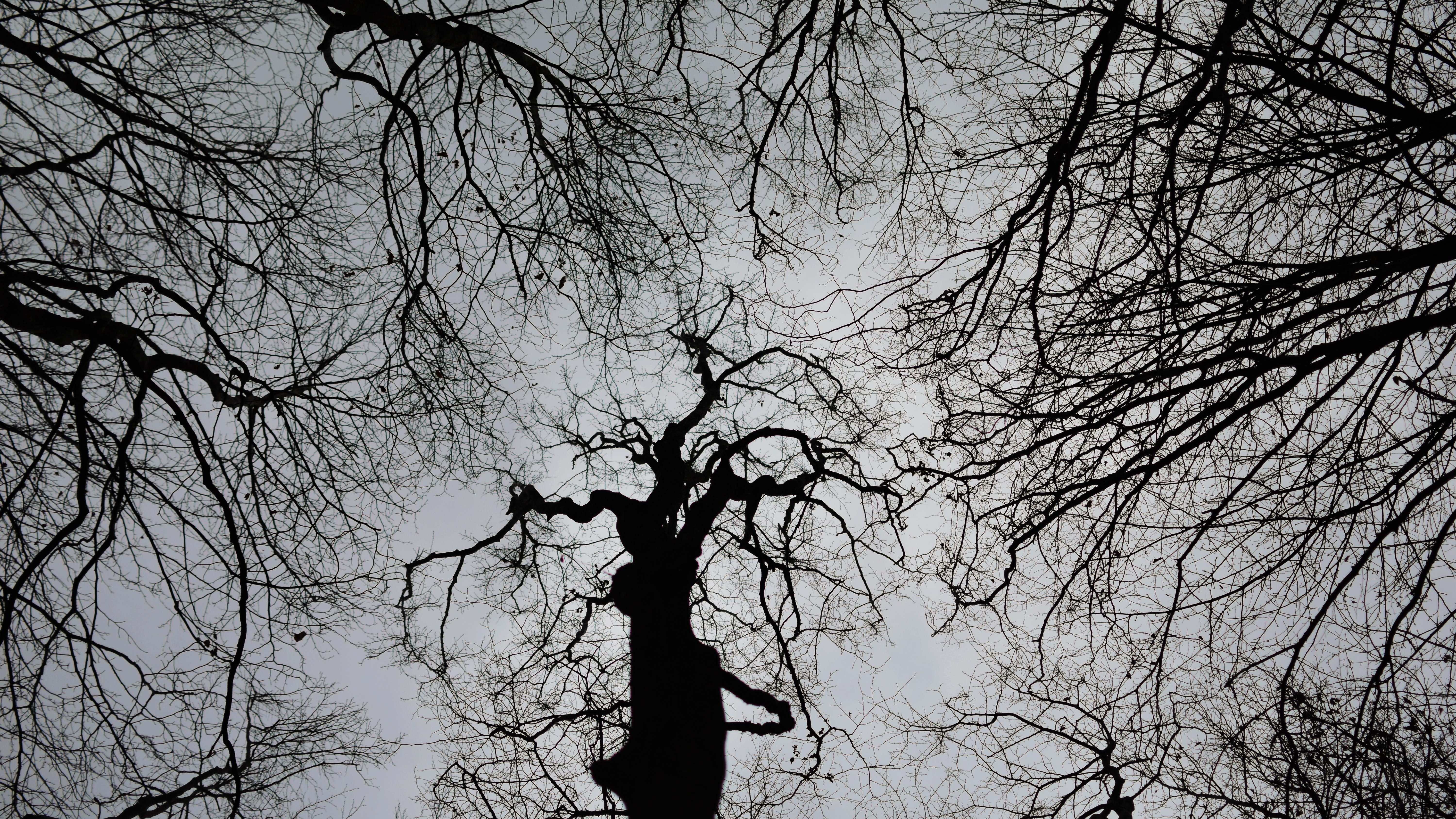Скачать обои бесплатно Мрачный, Чб, Деревья, Темный картинка на рабочий стол ПК