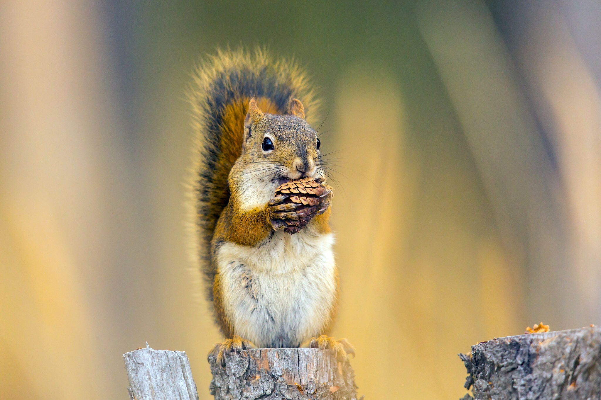 Download mobile wallpaper Squirrel, Animal, Rodent, Eating for free.