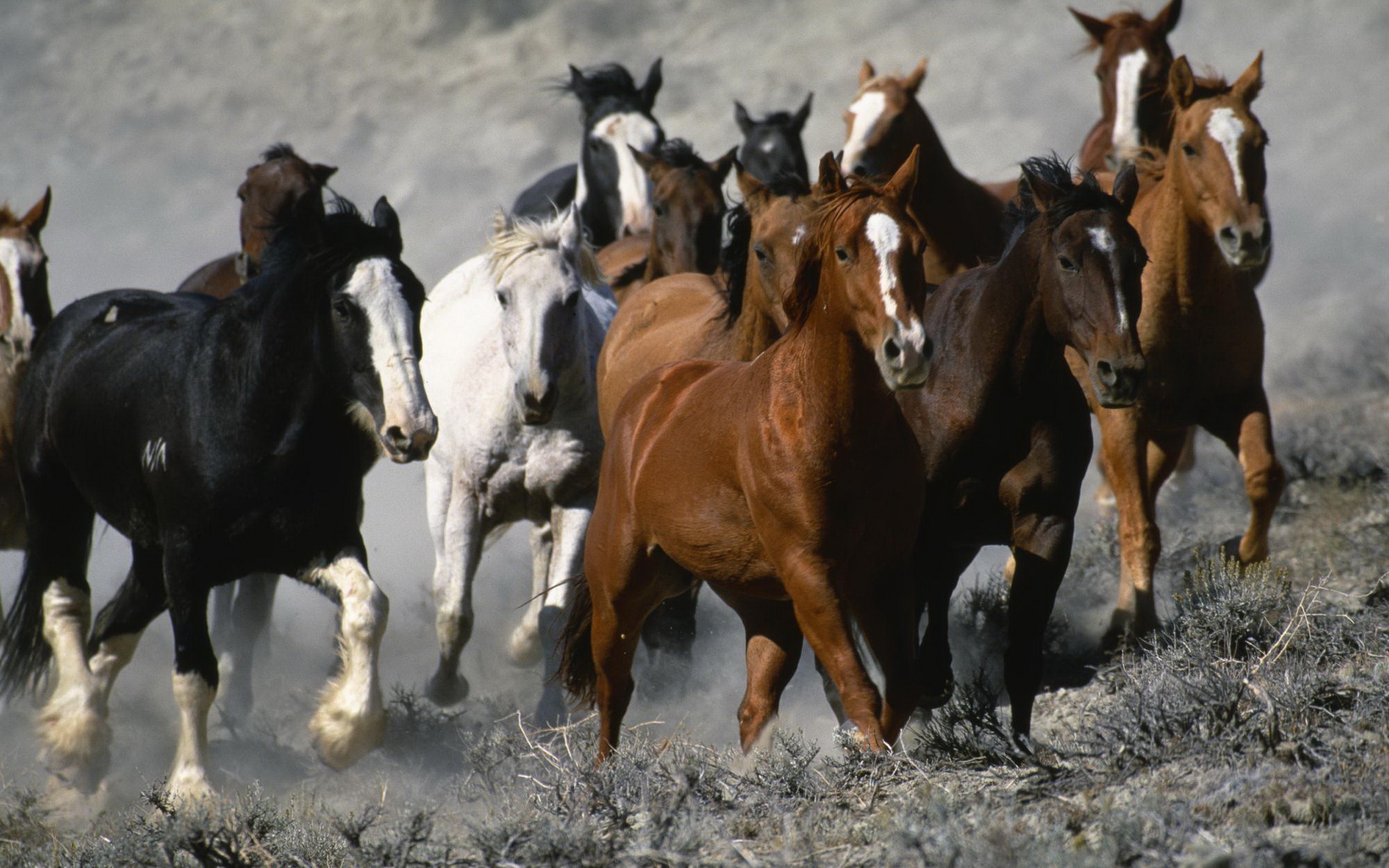 Descarga gratuita de fondo de pantalla para móvil de Animales, Caballo.