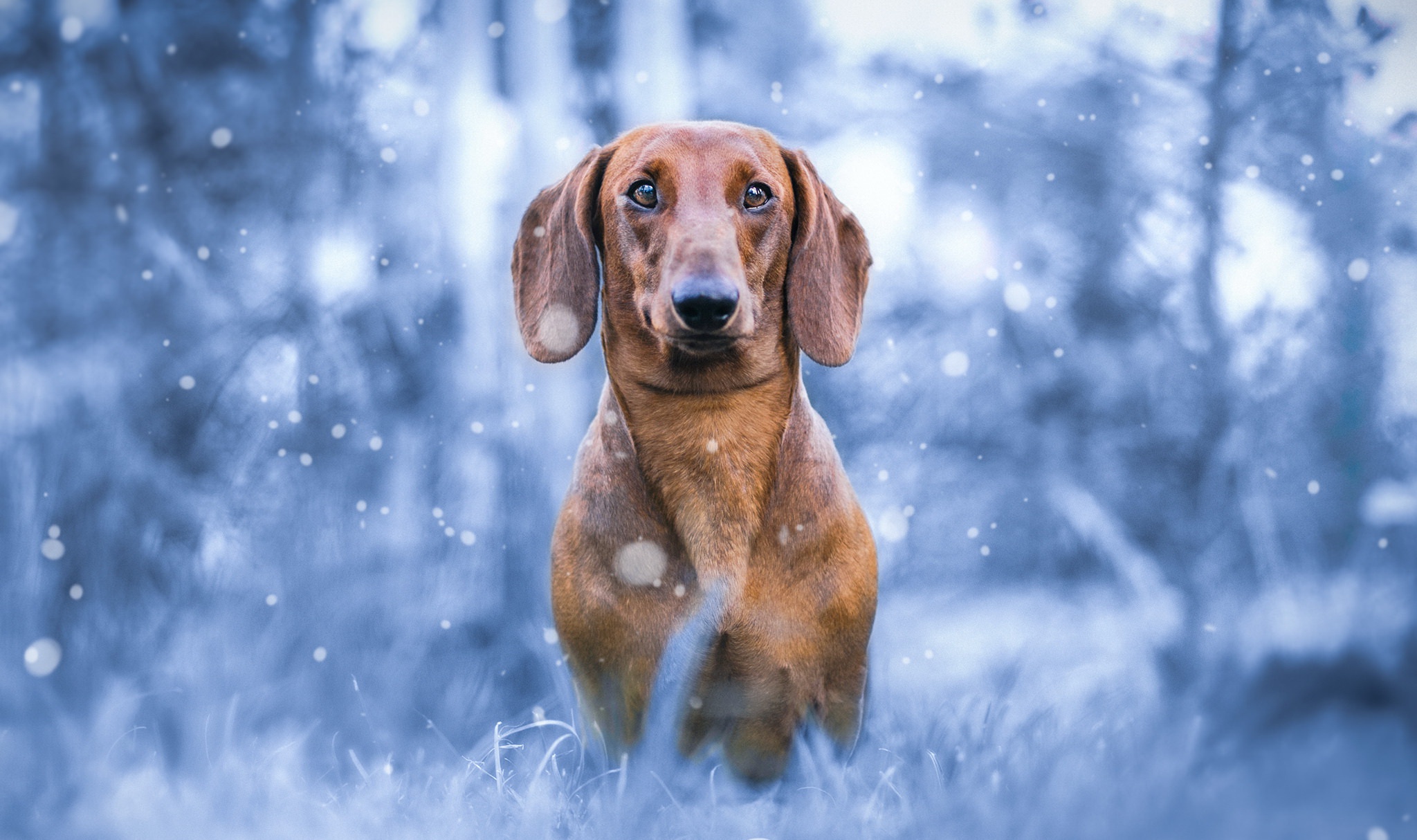 Laden Sie das Tiere, Hunde, Hund, Schneefall, Dackel, Tiefenschärfe-Bild kostenlos auf Ihren PC-Desktop herunter